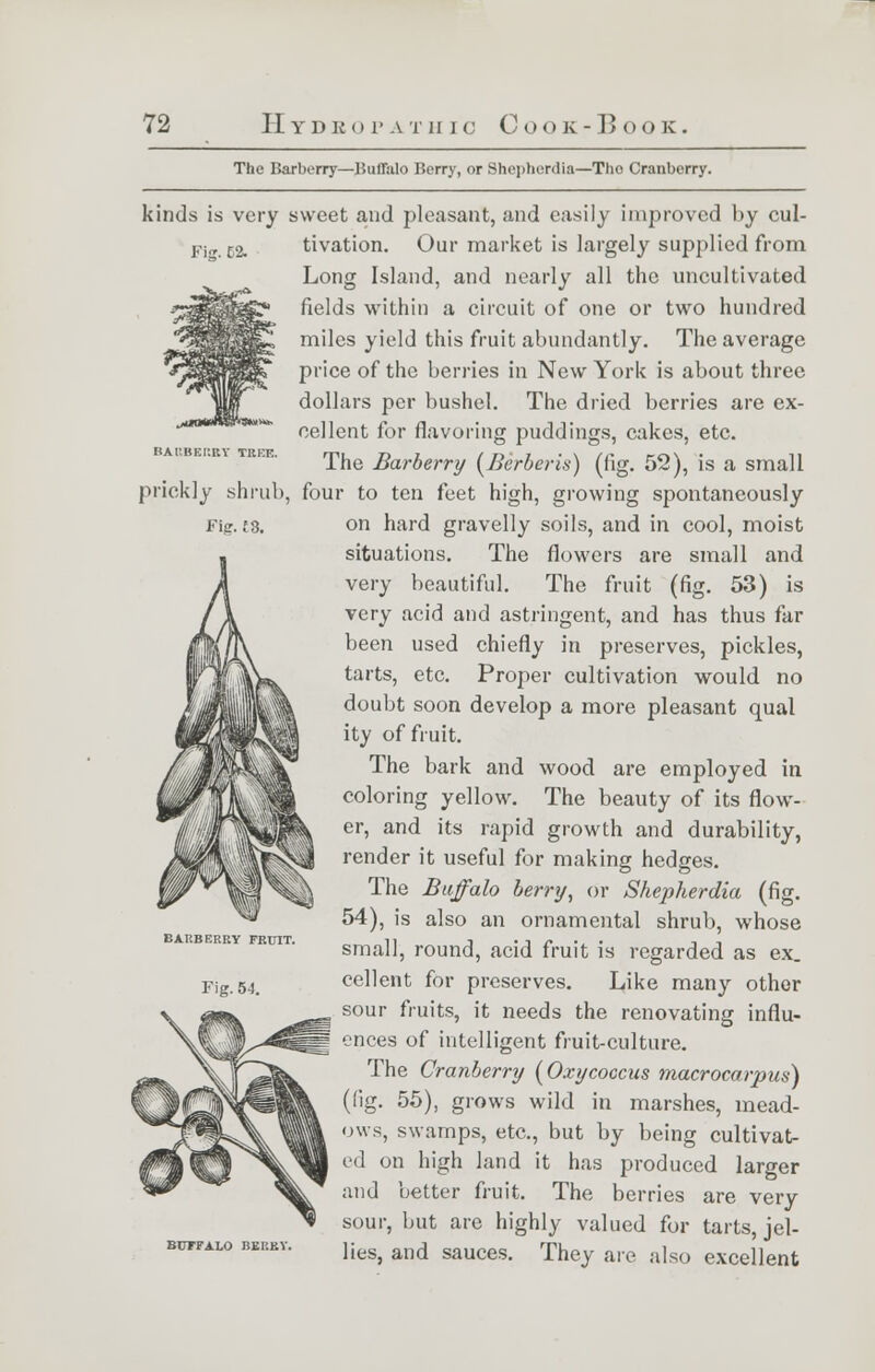 The Barberry—Buffalo Berry, or Shephenlia—Tho Cranberry. kinds is very sweet and pleasant, and easily improved by cul- Fi. i% BARBERRY TREE. prickly shrub Fig. is. BARBERRY FRUIT, Fig. 54. BUFFALO BERRY. tivation. Our market is largely supplied from Long Island, and nearly all the uncultivated fields within a circuit of one or two hundred miles yield this fruit abundantly. The average price of the berries in New York is about three dollars per bushel. The dried berries are ex- cellent for flavoring puddings, cakes, etc. The Barberry {Berberis) (fig. 52), is a small four to ten feet high, growing spontaneously on hard gravelly soils, and in cool, moist situations. The flowers are small and very beautiful. The fruit (fig. 53) is very acid and astringent, and has thus far been used chiefly in preserves, pickles, tarts, etc. Proper cultivation would no doubt soon develop a more pleasant qual ity of fruit. The bark and wood are employed in coloring yellow. The beauty of its flow- er, and its rapid growth and durability, render it useful for making hedges. The Buffalo berry, or Shepherdia (fig. 54), is also an ornamental shrub, whose small, round, acid fruit is regarded as ex. cellent for preserves. Like many other sour fruits, it needs the renovating influ- ences of intelligent fruit-culture. The Cranberry (Oxycoccus macrocarpus) (fig. 55), grows wild in marshes, mead- ows, swamps, etc., but by being cultivat- ed on high land it has produced larger and better fruit. The berries are very sour, but are highly valued for tarts, jel- lies, and sauces. They are also excellent