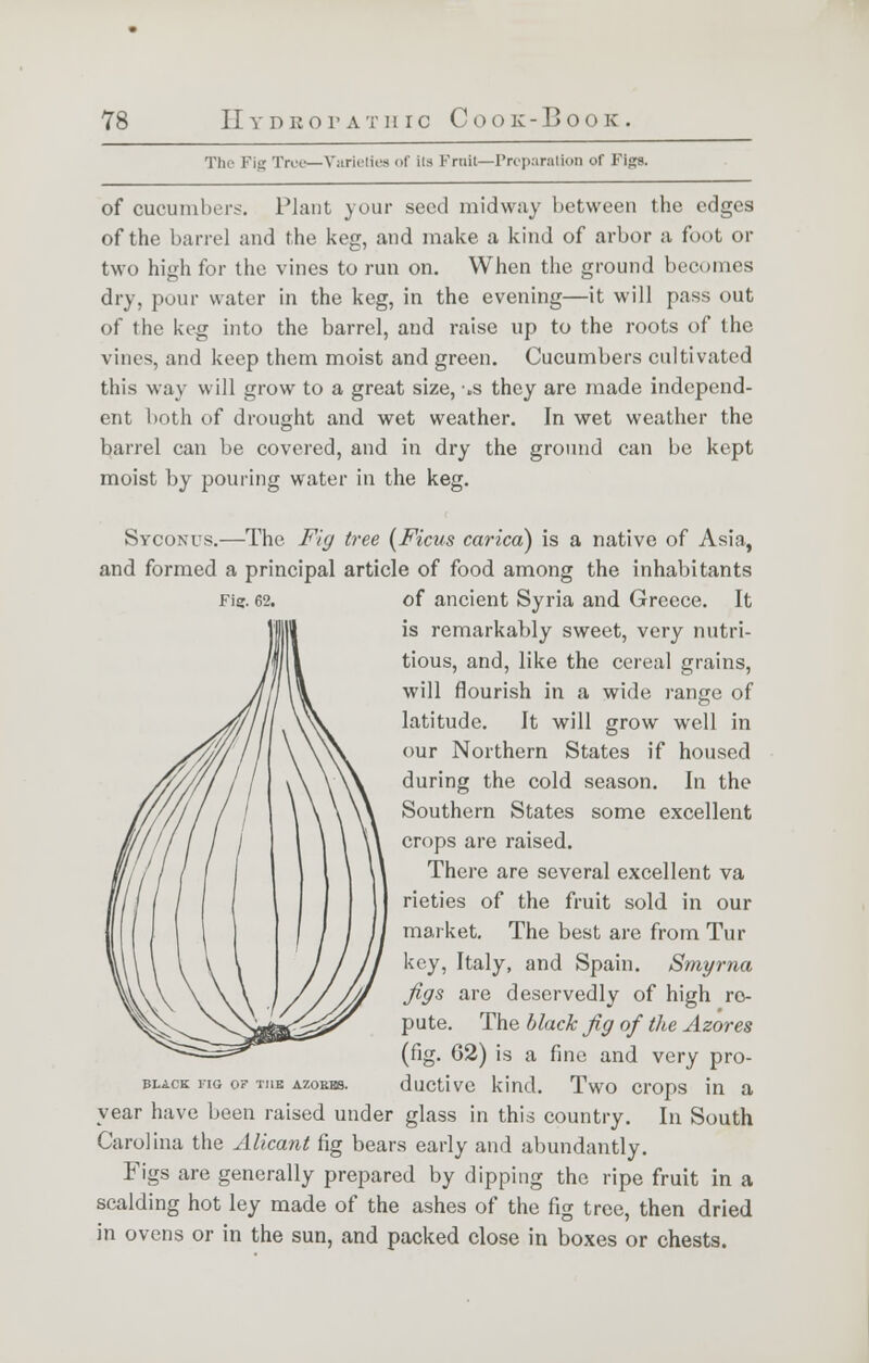 The Fig I'm—Varieties of its Fruits-Preparation of Figs. of cucumbers. Plant your seed midway between the edges of the barrel and the keg, and make a kind of arbor a foot or two high for the vines to run on. When the ground becomes dry, pour water in the keg, in the evening—it will pass out of the keg into the barrel, and raise up to the roots of the vines, and keep them moist and green. Cucumbers cultivated this way will grow to a great size, -„s they are made independ- ent both of drought and wet weather. In wet weather the barrel can be covered, and in dry the ground can be kept moist by pouring water in the keg. Stconus.—The Fig tree {Ficus carica) is a native of Asia, and formed a principal article of food among the inhabitants Fig. 62. of ancient Syria and Greece. It is remarkably sweet, very nutri- tious, and, like the cereal grains, will flourish in a wide range of latitude. It will grow well in our Northern States if housed during the cold season. In the Southern States some excellent crops are raised. There are several excellent va rieties of the fruit sold in our market. The best are from Tur key, Italy, and Spain. Smyrna figs are deservedly of high re- pute. The black fig of the Azores (fig. 62) is a fine and very pro- black fig of the adobes. ductive kind. Two crops in a year have been raised under glass in this country. In South Carolina the Alicant fig bears early and abundantly. Figs are generally prepared by dipping the ripe fruit in a scalding hot ley made of the ashes of the fig tree, then dried in ovens or in the sun, and packed close in boxes or chests.