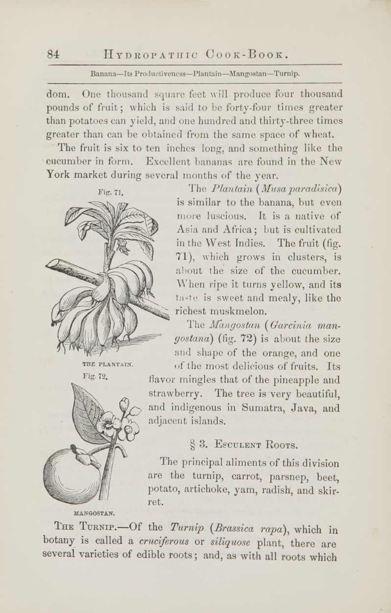 Banana—Its Productiveness—Plantain—Ifangostan—Turnip. dom. One thousand square feet will produce four thousand pounds of fruit; which is said to be forty-four times greater than potatoes can yield, and one hundred and thirty-three times greater than can be obtained from the same space of wheat. The fruit is six to ten inches long, and something like the cucumber in form. Excellent bananas are found in the New York market during several months of the year. Fig. 71. THE PLANTAIN. Fig. 72. The Plantain (Musa,paradisica) is similar to the banana, but even more luscious. It is a native of Asia and Africa; but is cultivated in the West Indies. The fruit (fig. 71), which grows in clusters, is about the size of the cucumber. When ripe it turns yellow, and its taste is sweet and mealy, like the richest muskmelon. The Afangostan (Garcinia man- gostana) (fig. 72) is about the size and shape of the orange, and one of the most delicious of fruits. Its flavor mingles that of the pineapple and strawberry. The tree is very beautiful, and indigenous in Sumatra, Java, and adjacent islands. § 3. Esculent Roots. The principal aliments of this division are the turnip, carrot, parsnep, beet, potato, artichoke, yam, radish, and skir- ret. HANGOSTAN. The Turnip.—Of the Turnip (Brassica rapa), which in botany is called a cruciferous or siliquose plant, there are several varieties of edible roots; and, as with all roots which