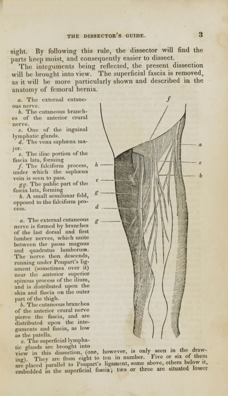 sight. By following this rule, the dissector will find the parts keep moist, and consequently easier to dissect. The integuments being reflected, the present dissection will be brought into view. The superficial fascia is removed, as it will be more particularly shown and described in the anatomy of femoral hernia. a. The external cutane- ous nerve. b. The cutaneous branch- es of the anterior crural nerve. c. One of the inguinal lymphatic glands. d. The vena saphama ma- jor. c. The iliac portion of the fascia lata, forming /. The falciform process, under which the saphoena vein is seen to pass. gg. The public part of the fascia lata, forming h. A small semilunar fold, opposed to the falciform pro- cess. a. The external cutaneous nerve is formed by branches of the last dorsal and first lumber nerves, which unite between the psoas magnus and qiiadratus lumborum. The nerve then descends, running under Poupart's lig- ament (sometimes over it) near the anterior superior spinous process of the ilium, and i< distributed upon the sUin and fascia on the outer part of the thigh. b. The cutaneous branches of the anterior crural nerve picne the fascia, and aro distributed upon the inte- guments ami fascia, as low as the patella. c. The superficial lympha- tic lands are brought into view in this dissection, (one, however, is only seen in the draw- ing They are from eight to ten in number, live or six ot them arc nlac,1 'parallel to Poupart's ligament, some above, others below it, embedded in the superficial fascia; two or three are situated lower