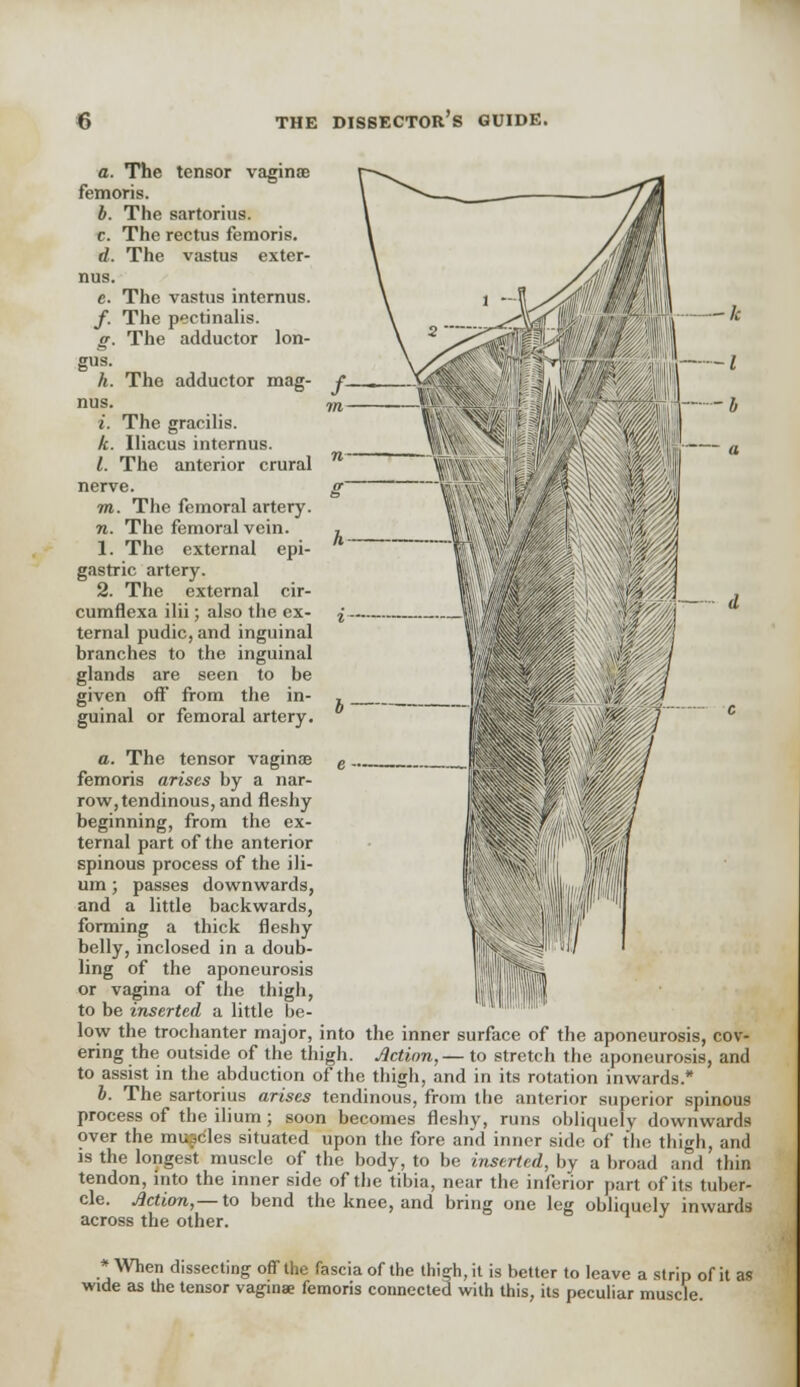 -k a. The tensor vaginae femoris. b. The sartorius. c. The rectus femoris. d. The vastus exter- nus. c. The vastus internus. f. The pectinalis. g. The adductor lon- gus. h. The adductor mag- nus. i. The gracilis. /.-. Iliacus internus. I. The anterior crural nerve. m. The femoral artery. n. The femoral vein. 1. The external epi- gastric artery. 2. The external cir- cumflexa ilii; also the ex- ternal pudic, and inguinal branches to the inguinal glands are seen to be given off from the in- guinal or femoral artery. a. The tensor vaginas femoris arises by a nar- row, tendinous, and fleshy beginning, from the ex- ternal part of the anterior spinous process of the ili- um ; passes downwards, and a little backwards, forming a thick fleshy belly, inclosed in a doub- ling of the aponeurosis or vagina of the thigh, to be inserted a little be- low the trochanter major, into the inner surface of the aponeurosis, cov- ering the outside of the thigh. Action,— to stretch the aponeurosis, and to assist in the abduction of the thigh, and in its rotation inwards/ b. The sartorius arises tendinous, from the anterior superior spinous process of the ilium ; soon becomes fleshy, runs obliquely downwards over the mugdles situated upon the fore and inner side of the thigh, and is the longest muscle of the body, to be inserted, by a broad and thin tendon, into the inner side of the tibia, near the inferior part of its tuber- cle. Action,— to bend the knee, and bring one leg obliquely inwards across the other. * When dissecting off the fascia of the thigh, it is better to leave a strip of it as wide as the tensor vaginae femoris connected with this, its peculiar muscle.