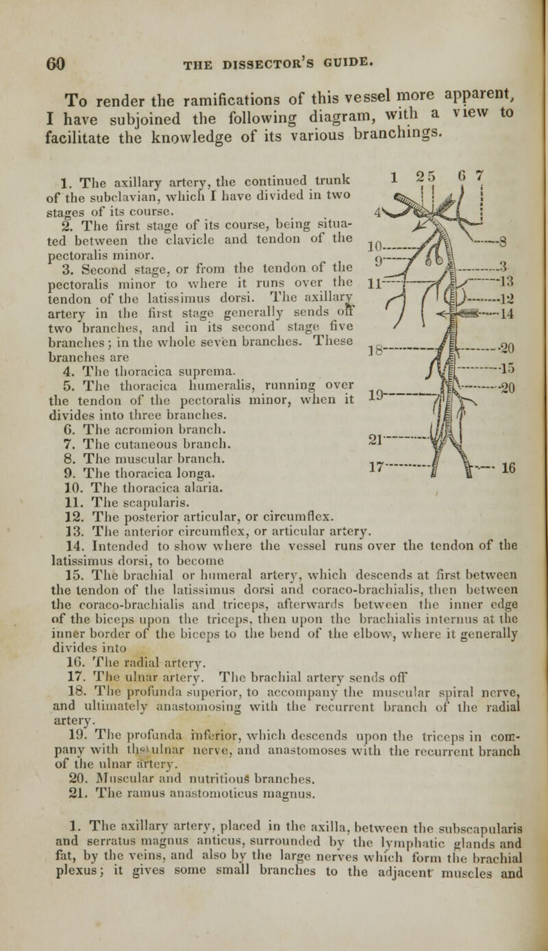 To render the ramifications of this vessel more apparent, I have subjoined the following diagram, with a view to facilitate the knowledge of its various branchings. 1. The axillary artery, the continued trunk of the subclavian, which I have divided in two stages of its course. 2. The first stage of its course, being situa- ted between the clavicle and tendon of the pectoralis minor. 3. Second stage, or from the tendon of the pectoralis minor to where it runs over the tendon of the latissimus dorsi. The axillary artery in the first stage generally sends off two branches, and in its second stage five brandies ; in the whole seven branches. These branches are 4. The thoracica suprema. 5. The thoracica humeralis, running over the tendon of the pectoralis minor, when it divides into three branches. 6. The acromion branch. 7. The cutaneous branch. 8. The muscular branch. 9. The thoracica longa. 10. The thoracica alalia. 11. The scapularis. 12. The posterior articular, or circumflex. 13. The anterior circumflex, or articular artery. 14. Intended to show where the vessel runs over the tendon of the latissimus dorsi, to become 15. The brachial or humeral artery, which descends at first between the tendon of the latissimus dorsi and coraco-brachialis, then between the coraco-brachialis and triceps, afterwards between the inner edge of the biceps upon the triceps, then upon the brachialis internus at the inner border of the biceps to the bend of the elbow, where it generally divides into 16. The radial arter}'. 17. The ulnar artery. The brachial artery sends off 18. The profunda superior, to accompany the muscular spiral nerve, and ultimately anastomosing with the recurrent branch of the radial artery. 19. The profunda inferior, which descends upon the triceps in com- pany with th«'ulnar nerve, and anastomoses with the recurrent branch of the ulnar artery. 20. Muscular and nutritious branches. 21. The ramus anastomoticus magnus. 1. The axillary artery, placed in the axilla, between the subscapularis and serratus magnna amicus, surrounded by the lymphatic glands and fat, by the veins, and also by the large nerves which form the brachial plexus; it gives some small branches to the adjacent muscles and