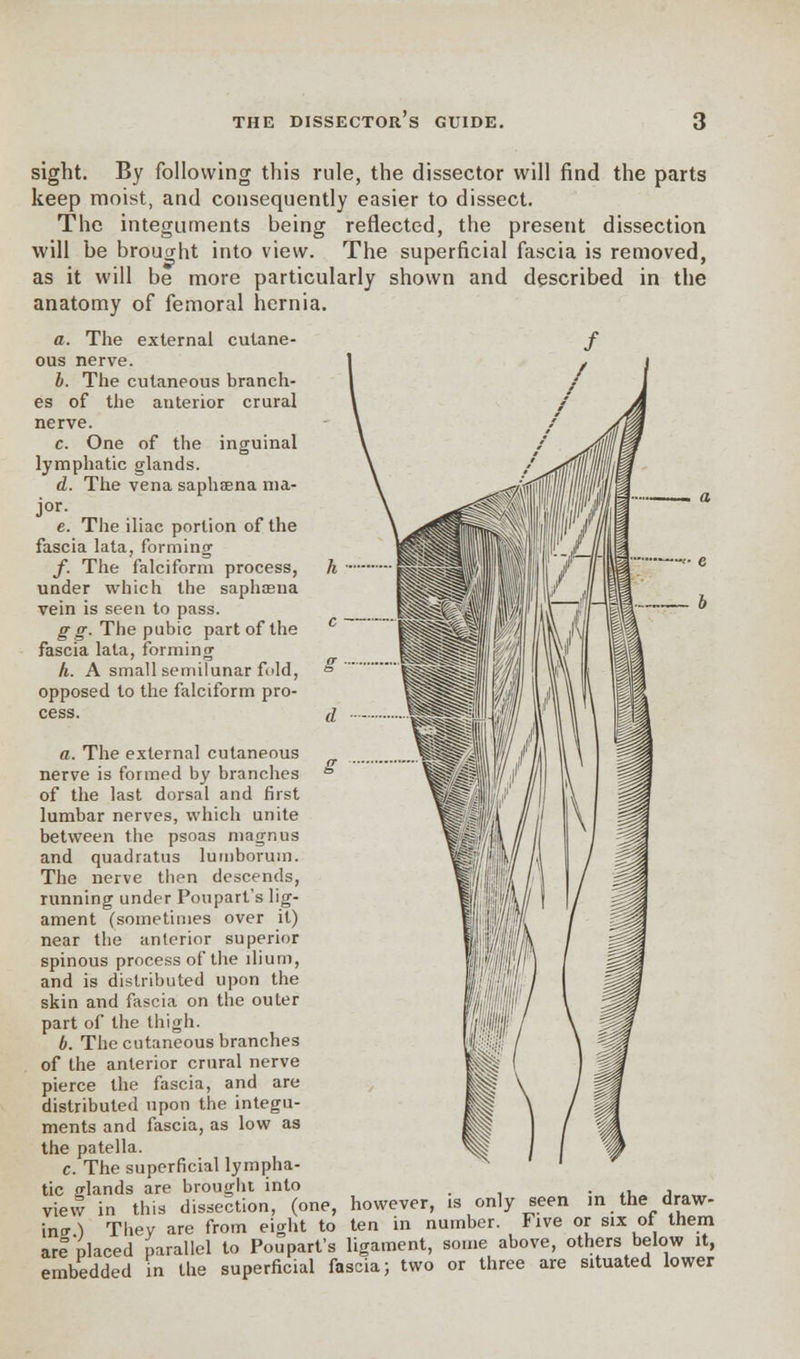 sight. By following this rule, the dissector will find the parts keep moist, and consequently easier to dissect. The integuments being reflected, the present dissection will be brought into view. The superficial fascia is removed, as it will be more particularly shown and described in the anatomy of femoral hernia. a. The external cutane- ous nerve. b. The cutaneous branch- es of the anterior crural nerve. c. One of the inguinal lymphatic glands. d. The vena saphaena ma- jor. c. The iliac portion of the fascia lata, forming /. The falciform process, under which the saphasna vein is seen to pass. g g. The pubic part of the fascia lata, forming h. A small semilunar fold, opposed to the falciform pro- cess. a. The external cutaneous nerve is formed by branches of the last dorsal and first lumbar nerves, which unite between the psoas magnus and quadratus lumboruin. The nerve tben descends, running under Poupart's lig- ament (sometimes over it) near the anterior superior spinous process of the ilium, and is distributed upon the skin and fascia on the outer part of the thigh. b. The cutaneous branches of the anterior crural nerve pierce the fascia, and are distributed upon the integu- ments and fascia, as low as the patella. c. The superficial lympha- tic glands are brought into _ view in this dissection, (one, however, is only seen in the draw- in * ) They are from eight to ten in number. Five or six of them ar! placed parallel to Poupart's ligament, some above, others below it, embedded in the superficial fascia; two or three are situated lower