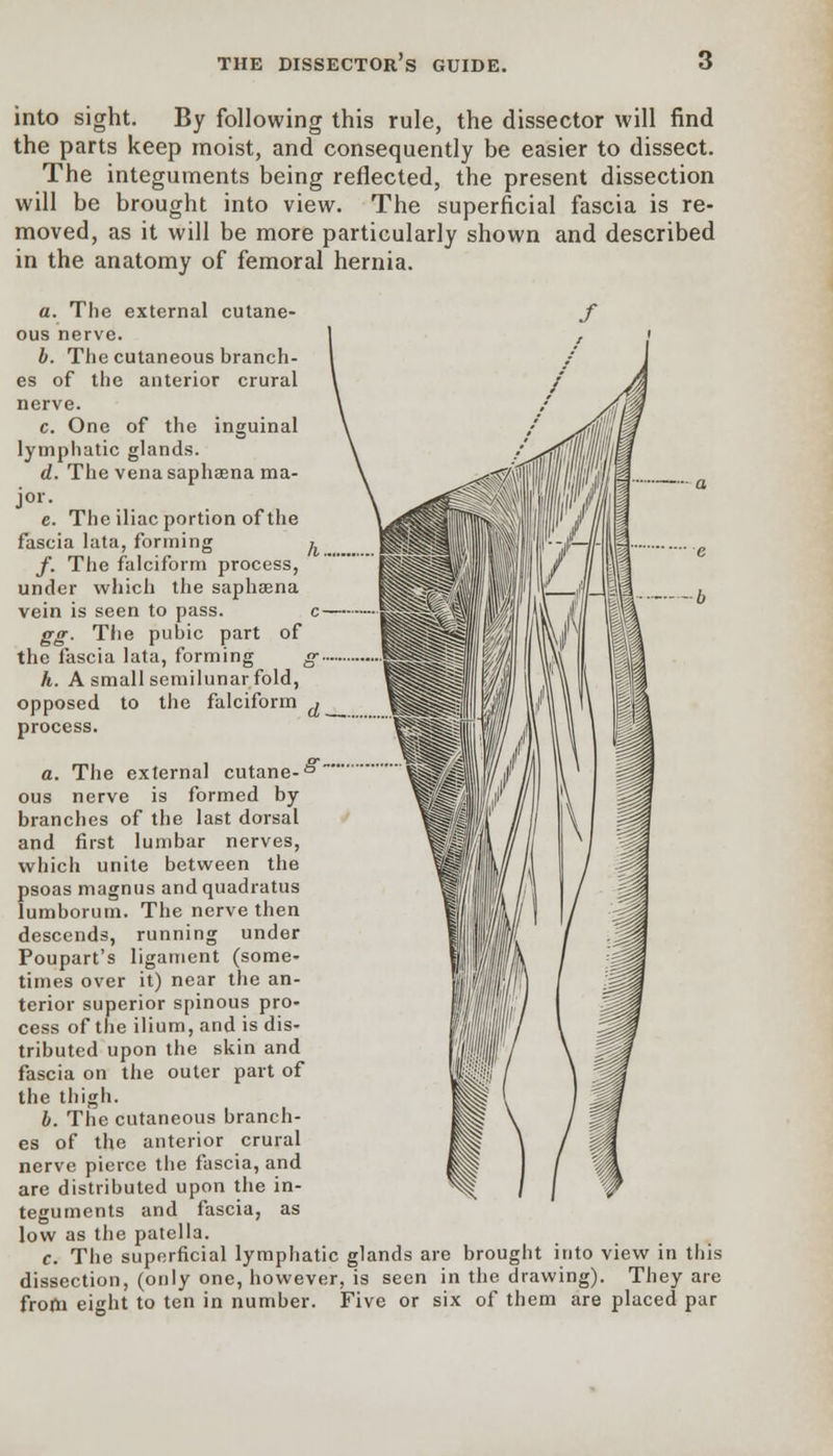 into sight. By following this rule, the dissector will find the parts keep moist, and consequently be easier to dissect. The integuments being reflected, the present dissection will be brought into view. The superficial fascia is re- moved, as it will be more particularly shown and described in the anatomy of femoral hernia. a. The external cutane- ous nerve. b. The cutaneous branch- es of the anterior crural nerve. c. One of the inguinal lymphatic glands. d. The vena saphsena ma- e. The iliac portion of the fascia lata, forming jt f. The falciform process, under which the saphaena vein is seen to pass. c m gg. The pubic part of the fascia lata, forming g h. A small semilunar fold, opposed to the falciform ^ process. a. The external cutane-^ ous nerve is formed by branches of the last dorsal and first lumbar nerves, which unite between the psoas magnus andquadratus lumborum. The nerve then descends, running under Poupart's ligament (some- times over it) near the an- terior superior spinous pro- cess of the ilium, and is dis- tributed upon the skin and fascia on the outer part of the thigh. b. The cutaneous branch- es of the anterior crural nerve pierce the fascia, and are distributed upon the in- teguments and fascia, as low as the patella. c. The superficial lymphatic glands are brought into view in this dissection, (only one, however, is seen in the drawing). They are from eight to ten in number. Five or six of them are placed par