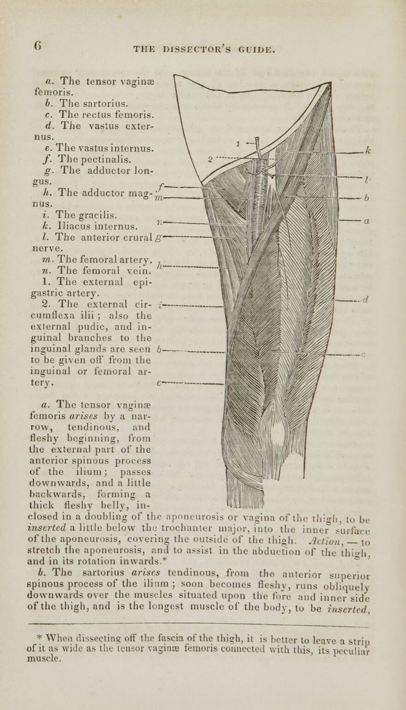 a. The tensor vaginae femoris. I>. The sartorius. c. The rectus femoris. d. The vastus exter- nus. e. The vastus interims. /. The pectinalis. g. The adductor lon- gus. h. The adductor mag- nus. i. The gracilis. It. Iliacus internus. I. The anterior crural g'— nerve. m. The femoral artery. n. The femoral vein. 1. The external epi- gastric artery. 2. The external cir- i cumflexa ilii ; also the external pudic, and in- guinal brandies to the inguinal glands are seen b to be given off from the inguinal or femoral ar- tery. a. The tensor vaginas femoris arises by a nar- row, tendinous, and fleshy beginning, from the external part of the anterior spinous process of the ilium; passes downwards, and a little backwards, forming a thick fleshy belly, in- ivM closed in a doubling of the aponeurosis or vagina of the t!i:<r|>, io be inserted a little below the trochanter major, into the inner surface of the aponeurosis, covering the outside of the thigh. Action to stretch the aponeurosis, and to assist in the abduction of the thigh and in its rotation inwards.* b. The sartorius arises tendinous, from the anterior superior spinous process of the ilium ; soon becomes fleshv, runs obliquely downwards over the muscles situated upon the fore and inner side of the thigh, and is the longest muscle of the body, to be inserted * When dissecting off the fascia of the thigh, it is better to leave a striu of it as wide as the tensor vaginae femoris connected with this, its peculiar muscle.