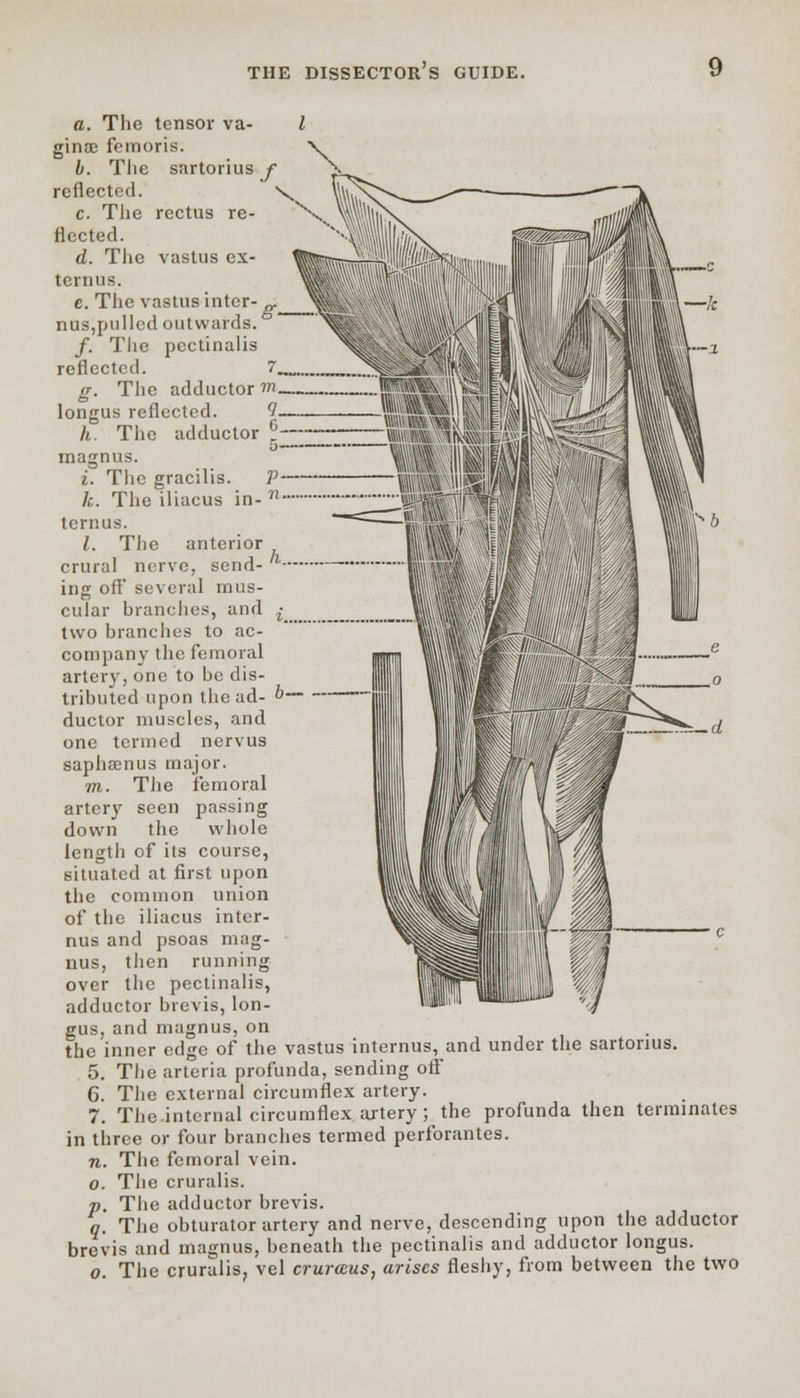 a. The tensor va- ginae femoris. b. Tlie sartorius j reflected. \ c. The rectus re- s> fleeted. d. The vastus ex- ternus. e. The vastus inter- „ nus,pulled outwards. /. The pectinalis reflected. 7, g. The adductor w longus reflected. 1 h. The adductor * magnus. i. Tlie gracilis. P k. The iliacus in- ?! ternus. I. Tlie anterior crural nerve, send- ' ing off several mus- cular branches, and ^ two hranches to ac- company the femoral artery, one to he dis- tributed upon the ad- ductor muscles, and one termed nervus saphamus major. m. The femoral artery seen passing down the whole length of its course, situated at first upon the common union of the iliacus inter- nus and psoas rnag- nus, then running over the pectinalis, adductor brevis, lon- gus, and magnus, on the inner edge of the vastus internus, and under the sartonus. 5. The arteria profunda, sending off 6. The external circumflex artery. 7. The.internal circumflex artery; the profunda then terminates in three or four branches termed perforantes. n. The femoral vein. o. The cruralis. -p. The adductor brevis. q. The obturator artery and nerve, descending upon the adductor brevis and magnus, beneath the pectinalis and adductor longus. o. The cruralis, vel cruraus, arises fleshy, from between the two