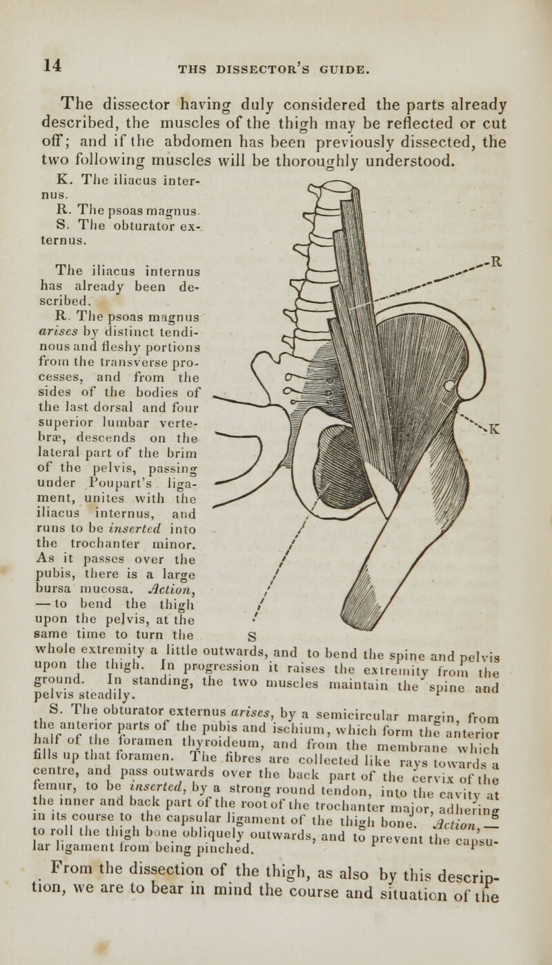 The dissector having duly considered the parts already described, the muscles of the thigh may be reflected or cut off; and if the abdomen has been previously dissected, the two following muscles will be thoroughly understood. K. The iliacus inter- ims. R. The psoas magnus. S. The obturator ex- ternus. The iliacus internus has already been de- scribed. R. The psoas magnus arises by distinct tendi- nous and fleshy portions from the transverse pro- cesses, and from the sides of the bodies of the last dorsal and four superior lumbar verte- bra?, descends on the- lateral part of the brim of the pelvis, passing under Poupart's liga- ment, unites with the iliacus internus, and runs to be inserted into the trochanter minor. As it passes over the pubis, there is a large bursa mucosa. Action, — to bend the thigh upon the pejvis, at the same time to turn the whole extremity a little outwards, and to bend the spine and pelvis upon the thigh. In progression it raises the extremity from the ground. In standing, the two muscles maintain the spine and pelvis steadily. r S. The obturator externus arises, by a semicircular margin from he anterior parts of the pubis and ischium, which form the anterior half of he foramen thyrouleum, and from the membrane which fills up that foramen. The fibres are collected like rays towards a centre, and pass outwards over the back part of the cervix of the femur, to be inserted, by a strong round tendon, into the cavitv at the inner and back part of the root of the trochanter major adhering in its course to the capsular ligament of the thigh bone. Action 1 o roll the thigh bone obliquely outwards, and to prevent the ovu- lar ligament horn being pinched. p From the dissection of the thigh, as also by this descrip- tion, we are to bear in mind the course and situation of the