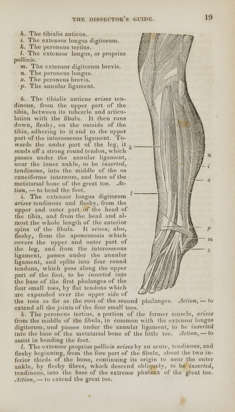 h. The tibialis amicus. i. The extensor longus digitorum. k. The peroheua tcrtius. I. The extensor longus, or proprius pollicis. m. The extensor digitorum brevis. n. The peroneus longus. 0. Tlie peroneus brevis. p. Tlie annular ligament. h. The tibialis anticus arises ten- dinous, from tlie upper part of the tibia, between its tubercle and articu- lation with the fibula. It then runs down, fleshy, on the outside of the tibia, adhering to it and to the upper part of the interosseous ligament. To- wards the under part of the leg, it sends off a strong round tendon, which passes under the annular ligament, near the inner ankle, to be inserted, tendinous, into the middle of the os cuneiforiuc internum, and base of the metatarsal bone of the great toe. Ac- tion, — to bend tlie foot. i. The extensor longus digitorum arises tendinous and fleshy, from the upper and outer part of the head of the tibia, and from the head and al- most the whole length of the anterior spine of tlie fibula. It arises, also, fleshy, from the aponeurosis which covers the upper and outer part of the leg, and from the interosseous ligament, passes under the annular ligament, and splits into four round tendons, which pass along the upper part of the foot, to be inserted into the base of the first phalanges of the four small toes, by flat tendons which are expanded over tlie upper side of the toes as far as the root of the second phalanges, extend all tlie joints of the four small toes. k. Tlie peroneus tertius, a portion of the former muscle, arises from the middle of the fibula, in common with the extensor longus digitorum, und passes under the annular ligament, to be inserted into the base of the metatarsal bone of the little toe. Action, — to assist in bending the foot. 1. The extensor proprius pollicis arises by an acute, tendinous, and fleshy beginning, from the fore part of the fibula, about the two in- ferior thirds of the bone, continuing its origin to near the outer ankle, by fleshy fibres, which descend obliquely, to be inserted, tendinous, into the base of the extreme phalanx of the great toe. Action,— to extend the great toe. Action, — to