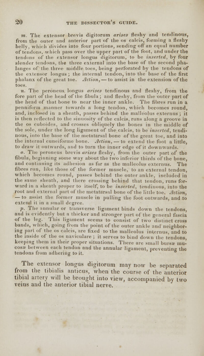 m. The extensor brevis digitorum arises fleshy and tendinous, from the outer and anterior part of the os calcis, forming a fleshy belly, which divides into four portions, sending off an equal number of tendons, which pass over the upper part of tiie foot, and under the tendons of the extensor longus digitorum, to be inserted, by four slender tendons, the three external into the base of the second pha- langes of the three middle toes, being perforated by the tendons of the extensor longus; the internal tendon, into the base of the first phalanx of the groat toe. Action, — to assist in the extension of the toes. n. The peroneus longus arises tendinous and fleshv, from the fore part of the head of the fibula; and fleshy, from the outer part of the head of that bone to near the inner ankle. The fibres run in a penniform manner towards a Jong tendon, which becomes round, and, inclosed in a sheath, passes behind the malleolus externus ; it is then reflected to the sinuosity of the calcis, runs along a groove in the os cuboides, and crosses obliquely the bones in the middle of the sole, under the long ligament of the calcis, to be inserted, tendi- nous, into the base of the metatarsal bone of the great toe, and into the internal cuneiforme bone. Action, — to extend the foot a little, to draw it outwards, and to turn the inner edge of it downwards. o. The peroneus brevis arises fleshy, from the outer part of the fibula, beginning some way about the two inferior thirds of the bone, and continuing its adhesion as far as the malleolus externus. The fibres run, like those of the former muscle, to an external tendon, which becomes round, passes behind the outer ankle, included in the same sheath, and there crossing behind that tendon, runs for- ward in a sheath proper to itself, to be inserted, tendinous, into the root and external part of the metatarsal bone of the little toe! Action, — to assist the former muscle in pulling the foot outwards, and to extend it in a small degree. p. The annular or transverse ligament binds down the tendons, and is evidently but a thicker and stronger part of the general fascia of the leg. This ligament seems to consist of two distinct cross bands, which, going from the point of the outer ankle and neighbor- ing part of the os calcis, are fixed to the malleolus interims, and to the inside of the os navieulare ; it serves to bind down the tendons, keeping them in their proper situations. There are small bursa; mu- cosa; between each tendon and the annular ligament, preventing the tendons from adhering to it. The extensor longus digitorum may now be separated from the tibialis amicus, when the course of the anterior tibial artery will be brought into view, accompanied by two veins and the anterior tibial nerve.