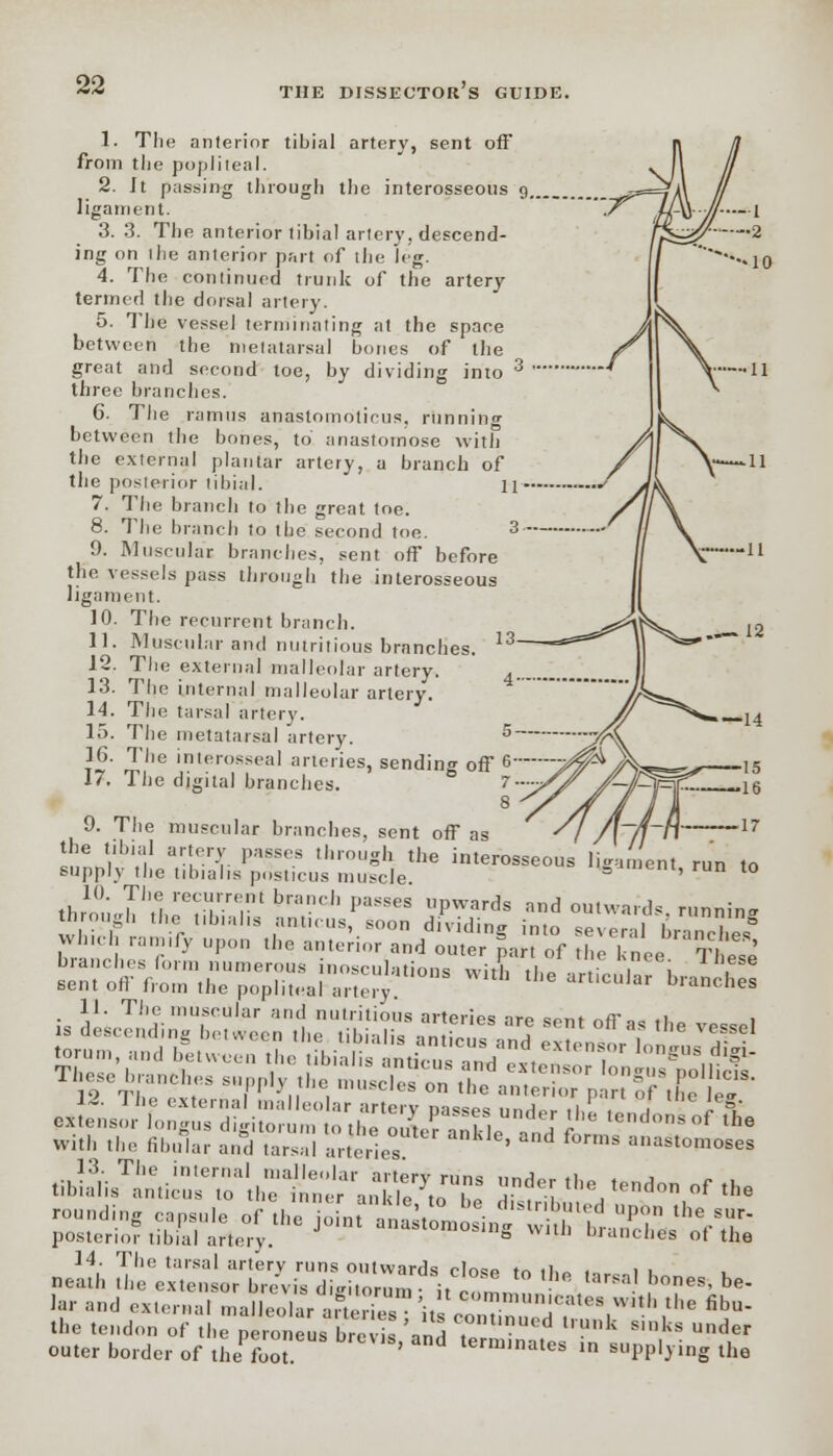 1. The anterior tibial artery, sent off from the popliteal. 2. It passing through the interosseous g ligament. 3.3. The anterior tibial artery, descend- ing on the anterior part of the leg. 4. The continued trunk of the artery termed the dorsal artery. 5. The vessel terminating at the space between the metatarsal bones of the great and second toe, by dividing into three branches. 6. The ramus anastomoticus, running between the bones, to anastomose with the external plantar artery, a branch of the posterior tibial. 11 7. The branch to the great toe. 8. The branch to the second toe. 3 9. Muscular branches, sent off before the vessels pass through the interosseous ligament. 10. The recurrent branch. 11. Muscular and nutritious branches. 13 12. The external malleolar artery. 13. The internal malleolar artery. 14. The tarsal artery. 15. The metatarsal artery. 16. The interosscal arteries, sending off 6 17. The digital brandies. 9. The muscular branches, sent off as ' ^i /\~f\~i\ 17 the tibial artery passes through the interosseous ligament run to supply the tibialis posticus muscle a ' t0 thr1o0nJi,f|1i'erUtrr<i,U bfa-^ 1,i,SSeS PWards ™d outwards. running through the tibialis amicus, soon dividing into several branches Which ramify upon the anterior and outer par. of the knee TlS branches form numerous inosculations with ,i . V , 1,lese Bent off from the poplit J artery? the articular branches II. The muscular and nutritious arteries are sent nfr-,o ,i i is descending between the tibialis antfeus and Stentor J ^ torum, and between the tibialis iniipn. «nJ . f i gUS d'gl- Willi the fibular ami Urs.l arlcr'cs ' * °'>st°ni°s« rounding o.p.,,1. of ,„„ jol^n. .nito^Lr — °P  SUr- posterior tibial artery. with branches of th<