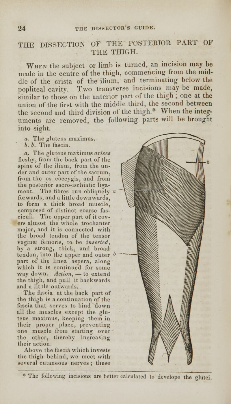 THE DISSECTION OF THE POSTERIOR PART OF THE THIGH. When the subject or limb is turned, an incision may be made in the centre of the thigh, commencing from the mid- dle of the crista of the ilium, and terminating below the popliteal cavity. Two transverse incisions may be made, similar to those on the anterior part of the thigh ; one at the union of the first with the middle third, the second between the second and third division of the thigh.* When the integ- uments are removed, the following parts will be brought into sight. a. The gluteus maximus. b. b. The fascia. a. The gluteus maximus arises fleshy, from the back part of the spine of the ilium, from the un- der and outer part of the sacrum, from the os coccygis, and from the posterior sacro-ischiatic liga- ment. The fibres run obliquely forwards, and a little downwards, to form a thick broad muscle, composed of distinct coarse fas- ciculi. The upper part of it cov- ers almost the whole trochanter major, and it is connected with the broad tendon of the tensor vagina? femoris, to be inserted, by a strong, thick, and broad tendon,into the upper and outer part of the linea aspera, along which it is continued for some way down. Action, — to extend the thigh, and pull it backwards and a little outwards. The fascia at the back part of the thigli is a continuation of the fascia that serves to bind down all the muscles except the glu- teus maximus, keeping thein in their proper place, preventing one muscle from starting over the other, thereby increasing their action. Above the fascia which invests the thigli behind, we meet with several cutaneous nerves; these * The following incisions are better calculated to develope the glutei.
