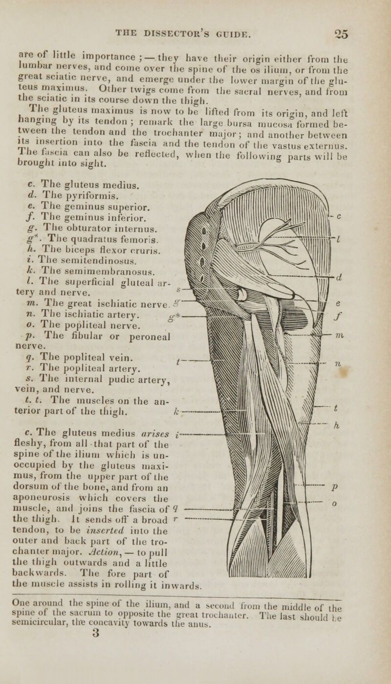 are of little importance ;■—.they have their origin either from the lumbar nerves, and come over the spine of the 08 ilium, or from the great sciatic nerve, and emerge under the lower margin of the glu- teus maximus. Other twigs come from the sacral nerves, and from the sciatic in its course down the thigh. The gluteus maximum is now to be lifted from its origin, and left Hanging by its tendon; remark the large bursa mucosa formed be- tween the tendon and the trochanter major; and another between Us insertion into the fascia and the tendon of the vastus extenms. I lie fascia can also be reflected, when the following parts will be brought into sight. 3 J c. The gluteus medius. d. The pyriforrnis. e. The geminus superior. /. The geminus inferior. g. The obturator internus. g*. The quadrants femoris. h. The biceps flexor cruris. i. The semitendinosus. k. The semimembranosus. I. The superficial gluteal ar- tery and nerve. s m. The great ischiatic nerve. 8 n. The ischiatic artery. < o. The popliteal nerve. p. The fibular or peroneal nerve. q. The popliteal vein. r. The popliteal artery. s. The internal pudic artery, vein, and nerve. t. t. The muscles on the an- terior part of the thigh. c. The gluteus medius arises i fleshy, from all that part of the spine of the ilium which is un- occupied by the gluteus niaxi- mus, from the upper part of the dorsum of the bone, and from an aponeurosis which covers the muscle, and joins the fascia of 1 the thigh. It sends oft' a broad r tendon, to be inserted into the outer and back part of the tro- chanter major. Jlction,— to pull the thigh outwards and a little backwards. The fore part of the muscle assists in rolling it inwards One around the spine of the ilium, and a second from the middle of the spine of the sacrum to opposite the great trochanter. The last should i e semicircular, the concavity towards the anus 3