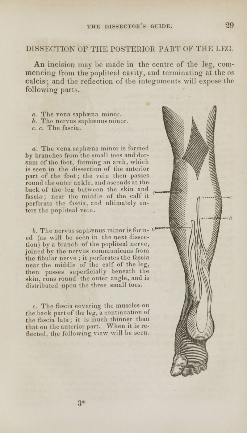 Q9 DISSECTION OF THE POSTERIOR PART OF THE LEG. An incision may be made in the centre of the leg, com- mencing from the popliteal cavity, and terminating at the os calcis; and the reflection of the integuments will expose the following parts. a. The vena saphaena minor. b. The nervus saphamus minor. c. c. The fascia. a. The vena saphaena minor is formed by branches from the small toes and dor- sum of the foot, forming an arch, which is seen in the dissection of the anterior part of the foot; the vein then passes round the outer ankle, and ascends at the back of the leg between the skin and fascia; near the middle of the calf it perforate the fascia, and ultimately en- ters the popliteal vein. b. The nervus saphaenus minor is form- a** ed (as will be seen in the next dissec- tion) by a branch of the popliteal nerve, joined by the nervus communicans from the fibular nerve ; it perforates the fascia near the middle of the calf of the leg, then passes superficially beneath the skin, runs round the outer angle, and is distributed upon the three small toes. c. The fascia covering the muscles on the back part of the leg, a continuation of the fascia lata; it is much thinner than that on the anterior part. When it is re- flected, the following view will be seen. :V