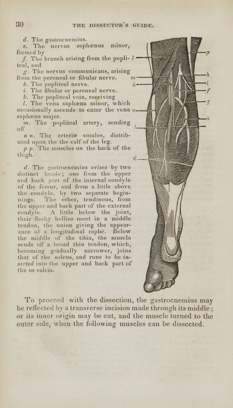 d. The gastrocnemius. c. The nervus saphsenus minor, formed by /. The branch arising from the popli- 1 teal, and g. The nervus communicans, arising from the peroneal or fibular nerve. w /(. The popliteal nerve. ft— i. The fibular or peroneal nerve. k. The popliteal vein, receiving /. The vena saphaena minor, which occasionally ascends to enter the vena n saphaena major. m. The popliteal artery, sending off n n. The arteriae surales, distrib- uted upon the the calf of the leg. p p. The muscles on the back of the thigh. d The gastrocnemius arises by two distinct heads; one from the upper and back part of the internal condyle of the femur, and from a little above the condyle, by two separate begin- nings. The other, tendinous, from the upper and back part of the external condyle. A little below the joint, their fleshy bellies meet in a middle tendon, the union giving the appear- ance of a longitudinal raphe. Below the middle of the tibia, the muscle sends oft' a broad thin tendon, which, becoming gradually narrower, joins that of the soleus, and runs to be in- serted into the upper and back part of the os calcis. To proceed with the dissection, the gastrocnemius may be reflected by a transverse incision made through its middle ; or its inner origin may be cut, and the muscle turned to the outer side, when the following muscles can be dissected.