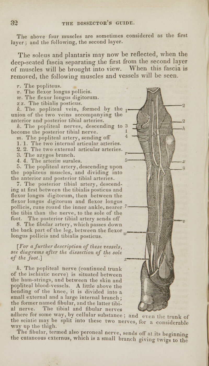 The above four muscles are sometimes considered as the first layer; and the following, the second layer. The soleus and plantaris may now be reflected, when the deep-seated fascia separating the first from the second layer of muscles will be brought into view. When this fascia is removed, the following muscles and vessels will be seen. r. The popliteus. v. The flexor longus pollicis. w. The flexor longus digitorum. xx. The tibialis posticus. k. The popliteal vein, formed by the j union of the two veins accompanying the anterior and posterior tibial arteries. h. The popliteal nerves, descending to 3 become the posterior tibial nerve. m. The popliteal artery, sending off 1. 1. The two internal articular arteries. 2. 2. The two external articular arteries. 3. The azygos branch. 4. 4. The arterine surales. 5. The popliteal artery, descending upon the popliteus muscles, and dividing into the anterior and posterior tibial arteries. 7. The posterior tibial artery, descend- ing at first between the tibialis posticus and flexor longus digitorum, then between the flexor longus digitorum and flexor longus pollicis, runs round the inner ankle, nearer the tibia than the nerve, to the sole of the foot. The posterior tibial artery sends off 8. The fibular artery, which passes down the back part of the leg, between the flexor longus pollicis and tibialis posticus. [For a further description of these vessels, see diugrams after the dissectio7i of the sole of the foot.} h. The popliteal nerve (continued trunk of the ischiatic nerve) is situated between the ham-strings, and between the skin and popliteal blood-vessels. A little above the bending of the knee, it is divided into a small external and a large internal branch ; the former named fibular, and the latter tibi- al nerve. The tibial and fibular nerves adhere for some way, by cellular substance ; and even the trunk of the sciatic may be split into these two nerves, for a considerable way up the thigh. The fibular, termed also peroneal nerve, sends off at its be^innin^ the cutaneous externus, which is a small branch sivin<r twi^s to the