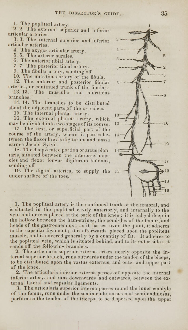 1. The popliteal artery. 2. 2. The external superior and inferior articular arteries. 3.3. The internal superior and inferior 3 articular arteries. 4. The azygos articular artery. 4' 5. 5. The arteries surales. 6. The anterior tibial artery. 7. 7. The posterior tibial artery. 5 9. The fibular artery, sending off 10. The nutritious artery of the fibula. 12. The anterior and posterior fibular 6 arteries, or continued trunk of the fibular. 13. 13. The muscular and nutritious branches. 14. 14. The branches to be distributed about the adjacent parts of the os calcis. 15. The internal plantar artery. 13 •■/' ffj 16. The external plantar artery, which may be divided into two stages of its course. 13 — 17. The first, or superficial part of the /f; course of the artery, where it passes be- 13—J tween the flexor brevis digitorum and massa carnea Jacobi Sylvii )S. The deep-seated portion or arcus plan- 14 f I; taris, situated between the interossei mus- cles and flexor longus digitorum tendons, sending off 19. The digital arteries, to supply the under surface of the toes. I if- to 1. The popliteal artery is the continued trunk of the femoral, and is situated in the popliteal cavity anteriorly, and internally to the vein and nerves placed at the back of the knee ; it is lodged deep in the hollow between the ham-strings, the condyles of the femur, and heads of the gastrocnemius ; as it passes over the joint, it adheres to the capsular ligament; it is afterwards placed upon the popliteus muscle, and is covered generally by a quantity of fat. It adheres to the popliteal vein, which is situated behind, and to its outer side ; it sends off the following branches. 2. The articularis superior externa arises nearly opposite the in- ternal superior branch, runs outwards under the tendon of the biceps, to be distributed upon the vastus externus, and outer and upper part of the knee. 2. The articularis inferior externa passes off opposite the internal inferior artery, and runs downwards and outwards, between the ex- ternal lateral and capsular ligaments. 3. The articularis superior interna passes round the inner condyle of the femur, runs under the semimembranosus and semitendinosus, perforates the tendon of the triceps, to be dispersed upon the upper