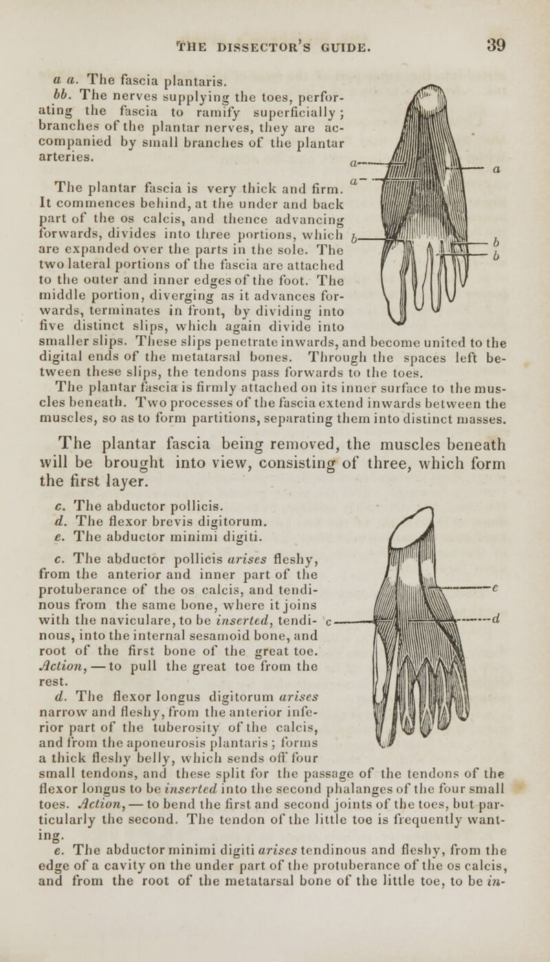 a a. The fascia plantaris. bb. The nerves supplying the toes, perfor- ating the fascia to ramify superficially; branches of the plantar nerves, they are ac- companied by small branches of the plantar arteries. The plantar fascia is very thick and firm. It commences behind, at the under and back part of the os calcis, and thence advancing forwards, divides into three portions, which are expanded over the parts in the sole. The two lateral portions of the fascia are attached to the outer and inner edges of the foot. The middle portion, diverging as it advances for- wards, terminates in front, by dividing into five distinct slips, which again divide into smaller slips. These slips penetrate inwards, and become united to the digital ends of the metatarsal bones. Through the spaces left be- tween these slips, the tendons pass forwards to the toes. The plantar fascia is firmly attached on its inner surface to the mus- cles beneath. Two processes of the fascia extend inwards between the muscles, so as to form partitions, separating them into distinct masses. The plantar fascia being removed, the muscles beneath will be brought into view, consisting of three, which form the first layer. c. The abductor pollicis. d. The flexor brevis digitorum. e. The abductor minimi digiti. c. The abductor pollicis arises fleshy, from the anterior and inner part of the protuberance of the os calcis, and tendi- nous from the same bone, where it joins with the naviculare, to be inserted, tendi- nous, into the internal sesamoid bone, and root of the first bone of the great toe. Action, — to pull the great toe from the rest. d. The flexor longus digitorum arises narrow and fleshy, from the anterior infe- rior part of the tuberosity of the calcis, and from the aponeurosis plantaris ; forms a thick fleshy belly, which sends ofl'four small tendons, and these split for the passage of the tendons of the flexor longus to be inserted into the second phalanges of the four small toes. Action, — to bend the first and second joints of the toes, but par- ticularly the second. The tendon of the little toe is frequently want- d e. The abductor minimi digiti arises tendinous and fleshy, from the edge of a cavity on the under part of the protuberance of the os calcis, and from the root of the metatarsal bone of the little toe, to be in-