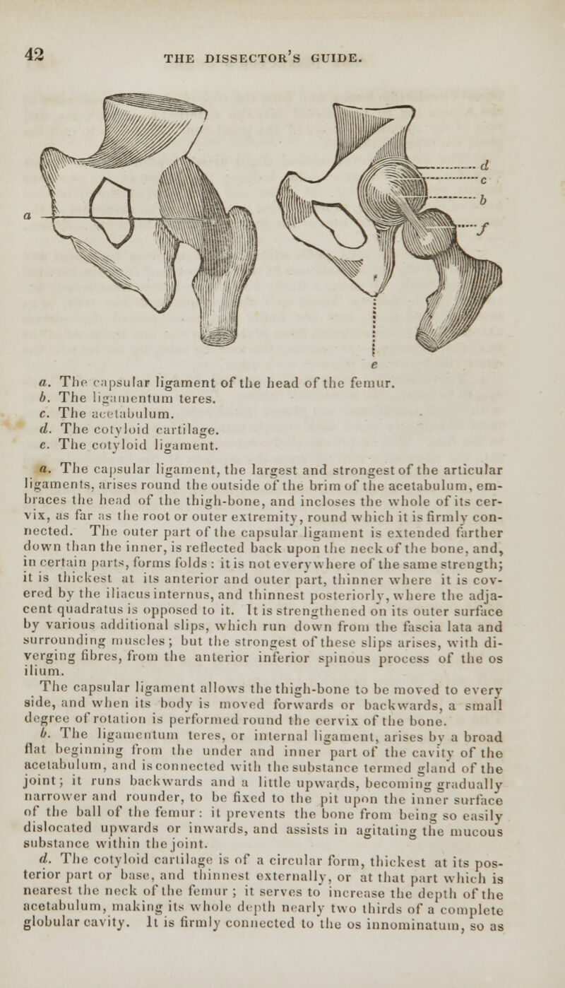 a. The capsular ligament of the head of the femur. b. The ligamentum teres. c. The acetabulum. d. The cotyloid cartilage. e. The cotyloid ligament. a. The capsular ligament, the largest and strongest of the articular ligaments, arises round the outside of the brim of the acetabulum, em- braces the head of the thigh-bone, and incloses the whole of its cer- vix, as far as the root or outer extremity, round which it is firmly con- nected. The outer part of the capsular ligament is extended farther down than the inner, is reflected back upon the neck of the bone, and, in certain parts, forms folds : it is not everywhere of the same strength; it is thickest at its anterior and outer part, thinner where it is cov- ered by the iliacus internus, and thinnest posteriorly, where the adja- cent quadratus is opposed to it. It is strengthened on its outer surface by various additional slips, which run down from the fascia lata and surrounding muscles; but the strongest of these slips arises, with di- verging fibres, from the anterior inferior spinous process of the os ilium. The capsular ligament allows the thigh-bone to be moved to every side, and when its body is moved forwards or backwards, a small degree of rotation is performed round the cervix of the bone. b. The ligamentum teres, or internal ligament, arises bv a broad flat beginning from the under and inner part of the cavity of the acetabulum, and is connected with the substance termed gland of the joint; it runs backwards and a little upwards, becoming gradually narrower and rounder, to be fixed to the pit upon the inner surface of the ball of the femur: it prevents the bone from being so easily dislocated upwards or inwards, and assists in agitating the mucous substance within the joint. d. The cotyloid cartilage is of a circular form, thickest at its pos- terior part or base, and thinnest externally, or at that part which is nearest the neck of the femur ; it serves to increase the depth of the acetabulum, making its whole depth nearly two thirds of a complete globular cavity. It is firmly connected to the os innominatum, so as