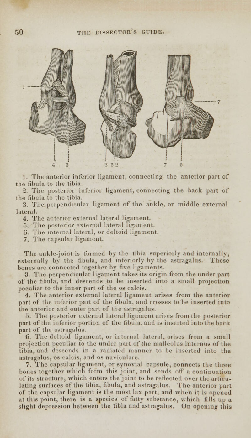 1. The anterior inferior ligament, connecting the anterior part of the fibula to the tibia. 2. The posterior inferior ligament, connecting the back part of the fibula to the tibia. 3. The perpendicular ligament of the ankle, or middle external lateral. 4. The anterior external lateral ligament. 5. The posterior external lateral ligament. 6. The internal lateral, or deltoid ligament. 7. The capsular ligament. The ankle-joint is formed by the tibia superiorly and internally, externally by the fibula, and infcrioilv by the astragalus. These bones are connected together by five ligaments. 3. The perpendicular ligament takes its origin from the under part of the fibula, and descends to be inserted into a small projection peculiar to the inner part of the os calcis. 4. The anterior external lateral ligament arises from the anterior part of llii' inferior part of the fibula, and crosses to be inserted into the anterior and outer part of the astragalus. 5. The posterior external lateral ligament arises from the posterior part of the inferior portion of the fibula, and is inserted into the back part of the astragalus. 6. The deltoid ligament, or internal lateral, arises from a small projection peculiar to the under part (if the malleolus interims of the tibia, and descends in a radiated manner to be inserted into the astragalus, os calcis, and os naviculars. 7. The capsular ligament, or synovial capsule, connects the three bones together which form this joint, and sends off a continuation of its structure, which enters the joint to be reflected over the articu- lating surfaces of the tibia, fibula, and astragalus. The anterior part of the capsular ligament is the most lax part, and when it is opened at this point, there is a species of fatty substance, which fills up a slight depression between the tibia and astragalus. On opening this