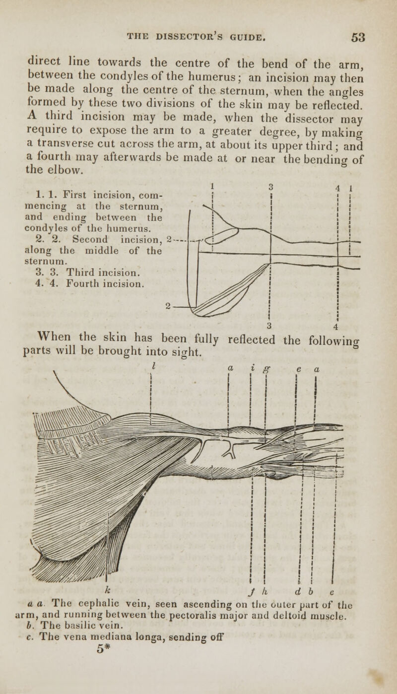 direct line towards the centre of the bend of the arm, between the condyles of the humerus; an incision may then be made along the centre of the sternum, when the angles formed by these two divisions of the skin may be reflected. A third incision may be made, when the dissector may require to expose the arm to a greater degree, by making a transverse cut across the arm, at about its upper third ; and a fourth may afterwards be made at or near the bending of the elbow. 1. 1. First incision, com- mencing at the sternum, and ending between the condyles of the humerus. 2. 2. Second incision, along the middle of the sternum. 3. 3. Third incision. 4. 4. Fourth incision. When the skin has been fully reflected parts will be brought into sight. k J k d b c a a The cephalic vein, seen ascending on the outer part of the arm, and running between the pectoralis major and deltoid muscle. b. The basilic vein. c. The vena mediana longa, sending off 5*