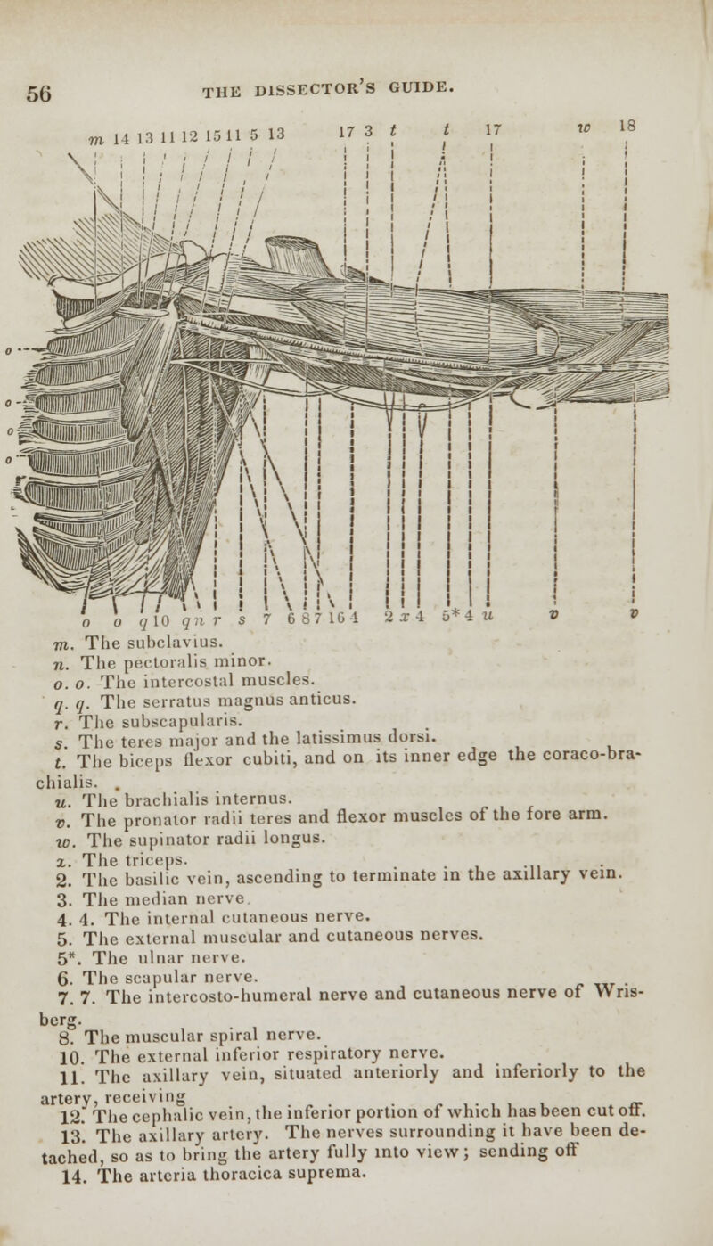 TO 14 13 1112 1511 5 13 17 3 t t ! i 11////// RT1 N 6 57 164 2l4 </ 10 9?i r . m. The subclavius. n. The pectoralis minor. o. o. The intercostal muscles. q. q. The serratus magnus anticus. r. The subscapulars. s The teres major and the latissimus dorsi. t. The biceps flexor cubiti, and on its inner edge the coraco-bra- chialis. . u. The brachialis internus. v. The pronator radii teres and flexor muscles of the fore arm. to. The supinator radii longus. x. The triceps. _ . 2. The basilic vein, ascending to terminate in the axillary vein. 3. The median nerve. 4. 4. The internal cutaneous nerve. 5. The external muscular and cutaneous nerves. 5*. The ulnar nerve. 6. The scapular nerve. . 7. 7. The intercosto-humeral nerve and cutaneous nerve of Wns- berg. 8. The muscular spiral nerve. 10. The external inferior respiratory nerve. Ill The axillary vein, situated anteriorly and inferiorly to the artery, receiving 12. The cephalic vein, the inferior portion of which has been cutoff. 13. The axillary artery. The nerves surrounding it have been de- tached, so as to bring the artery fully into view; sending off 14. The arteria thoracica suprema.