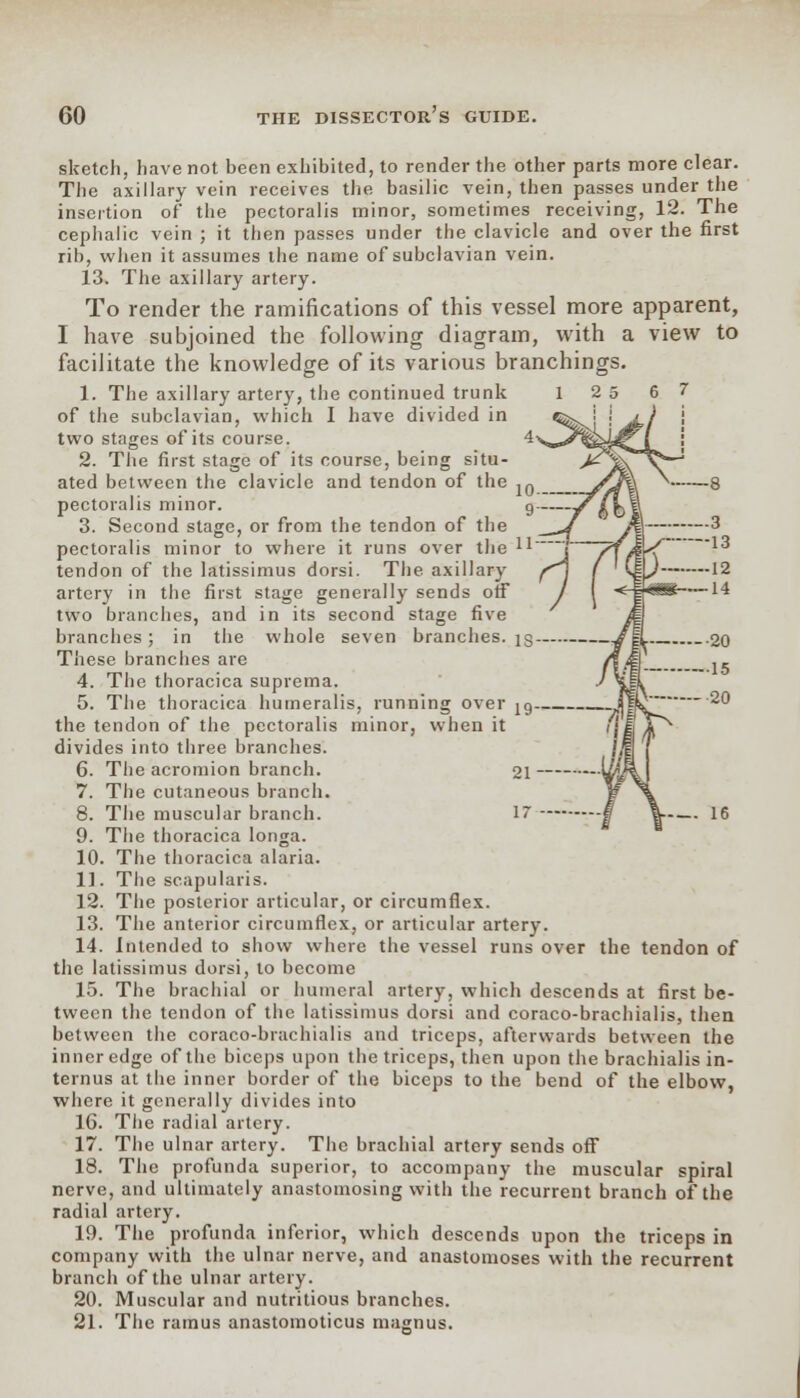 sketch, have not been exhibited, to render the other parts more clear. The axillary vein receives the basilic vein, then passes under the insertion of the pectoralis minor, sometimes receiving, 12. The cephalic vein ; it then passes under the clavicle and over the first rib, when it assumes the name of subclavian vein. 13. The axillary artery. To render the ramifications of this vessel more apparent, I have subjoined the following diagram, with a view to facilitate the knowledge of its various branchings. 1. The axillary artery, the continued trunk 12 5 6 7 of the subclavian, which I have divided in two stages of its course. 2. The first stage of its course, being situ- ated between the clavicle and tendon of the pectoralis minor. 3. Second stage, or from the tendon of the pectoralis minor to where it runs over the 11_ tendon of the latissimus dorsi. The axillary artery in the first stage generally sends off two branches, and in its second stage five branches; in the whole seven branches. jg- These branches are 4. The thoracica suprema. 5. The thoracica humeralis, running over jg. the tendon of the pectoralis minor, when it divides into three branches. 6. The acromion branch. 21 7. The cutaneous branch. 8. The muscular branch. 1~ 9. The thoracica longa. 10. The thoracica alaria. 11. The scapularis. 12. The posterior articular, or circumflex. 13. The anterior circumflex, or articular artery. 14. Intended to show where the vessel runs over the tendon of the latissimus dorsi, to become 15. The brachial or humeral artery, which descends at first be- tween the tendon of the latissimus dorsi and coraco-brachialis, then between the coraco-brachialis and triceps, afterwards between the inner edge of the biceps upon the triceps, then upon the brachialis in- ternus at the inner border of the biceps to the bend of the elbow, where it generally divides into 16. The radial artery. 17. The ulnar artery. The brachial artery sends off 18. The profunda superior, to accompany the muscular spiral nerve, and ultimately anastomosing with the recurrent branch of the radial artery. 19. The profunda inferior, which descends upon the triceps in company with the ulnar nerve, and anastomoses with the recurrent branch of the ulnar artery. 20. Muscular and nutritious branches. 21. The ramus anastomoticus magnus.