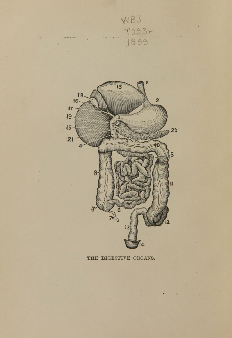 189^ • THE DIGESTIVE ORGANS.