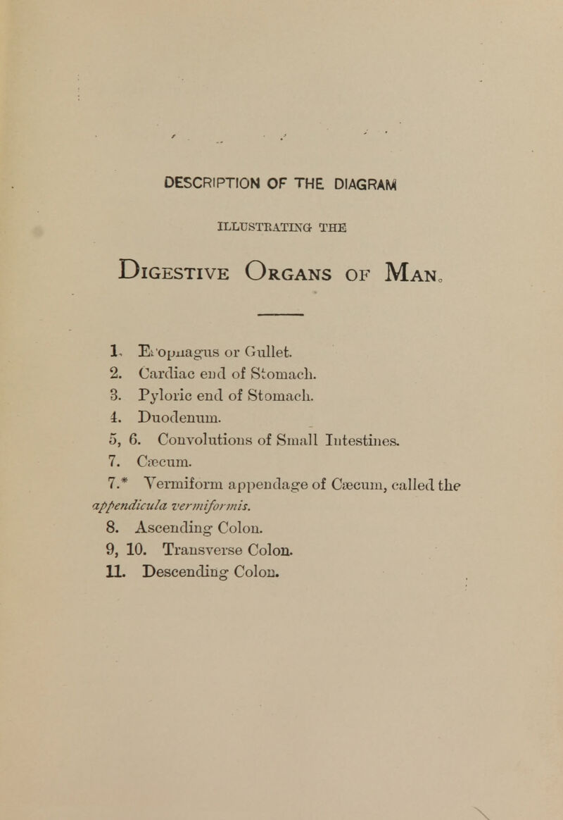 DESCRIPTION OF THE DIAGRAM ILLUSTRATING- THE Digestive Organs of Man0 1. Et'opnagns or Gullet. 2. Cardiac end of Stomach. 3. Pyloric end of Stomach. I. Duodenum. 5, 6. Convolutions of Small Intestines. 7. Caecum. 7. * Vermiform appendage of Caecum, called the appendkula vermiformis. 8. Ascending- Colon. 9. 10. Transverse Colon.