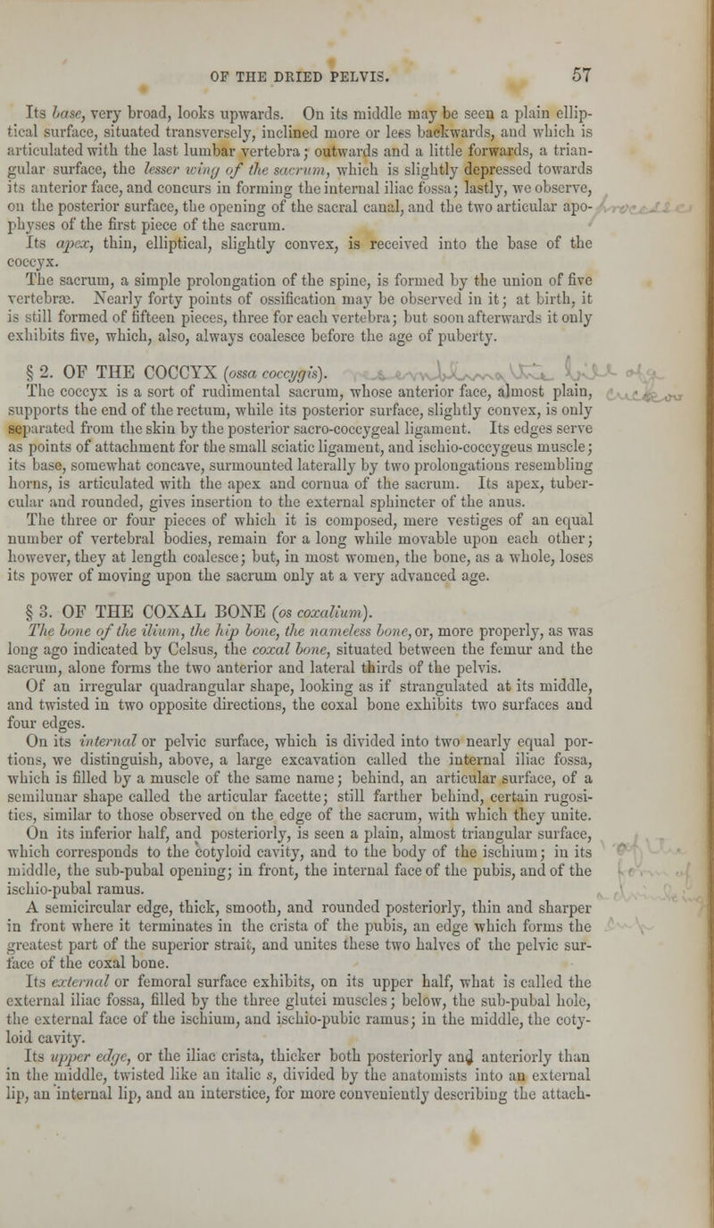 Its hose, very broad, looks upwards. On its middle may be seen a plain ellip- tical surface, situated transversely, inclined more or lees backwards, and which is articulated with the last lumbar vertebra; outwards and a little forwards, a trian- gular surface, the lesser wing of tlte sacrum, which is slightly depressed towards its anterior face, and concurs in forming the internal iliac fossa; lastly, we observe, on the posterior surface, the opening of the sacral canal, and the two articular apo- physes of the first piece of the sacrum. Its apex, thin, elliptical, slightly convex, is received into the base of the coccyx. The sacrum, a simple prolongation of the spine, is formed by the union of five vertebra?. Nearly forty points of ossification may be observed in it; at birth, it is still formed of fifteen pieces, three for each vertebra; but soon afterwards it only exhibits five, which, also, always coalesce before the age of puberty. § 2. OF THE COCCYX (ossa coccygis). The coccyx is a sort of rudimental sacrum, whose anterior face, almost plain, supports the end of the rectum, while its posterior surface, slightly convex, is only separated from the skin by the posterior sacro-coccygeal ligament. Its edges serve as points of attachment for the small sciatic ligament, and ischio-coccygeus muscle; its base, somewhat concave, surmounted laterally by two prolongations resembling horns, is articulated with the apex and cornua of the sacrum. Its apex, tuber- cular and rounded, gives insertion to the external sphincter of the anus. The three or four pieces of which it is composed, mere vestiges of an equal number of vertebral bodies, remain for a long while movable upon each other; however, they at length coalesce; but, in most women, the bone, as a whole, loses its power of moving upon the sacrum only at a very advanced age. § 3. OF THE COXAL BONE (os coxalium). The bone of the ilium, the hip Lone, the nameless hone,ov, more properly, as was long ago indicated by Celsus, the coxal hone, situated between the femur and the sacrum, alone forms the two anterior and lateral thirds of the pelvis. Of an irregular quadrangular shape, looking as if strangulated at its middle, and twisted in two opposite directions, the coxal bone exhibits two surfaces and four edges. On its internal or pelvic surface, which is divided into two nearly equal por- tions, we distinguish, above, a large excavation called the internal iliac fossa, which is filled by a muscle of the same name; behind, an articular surface, of a semilunar shape called the articular facette; still farther behind, certain rugosi- ties, similar to those observed on the edge of the sacrum, with which they unite. On its inferior half, and posteriorly, is seen a plain, almost triangular surface, which corresponds to the cotyloid cavity, and to the body of the ischium; in its middle, the sub-pubal opening; in front, the internal face of the pubis, and of the ischio-pubal ramus. A semicircular edge, thick, smooth, and rounded posteriorly, thin and sharper in front where it terminates in the crista of the pubis, an edge which forms the greatest part of the superior strait, and unites these two halves of the pelvic sur- face of the coxal bone. Its external or femoral surface exhibits, on its upper half, what is called the external iliac fossa, filled by the three glutei muscles; below, the sub-pubal hole, the external face of the ischium, and ischio-pubic ramus; in the middle, the coty- loid cavity. Its upper edge, or the iliac crista, thicker both posteriorly and anteriorly than in the middle, twisted like an italic s, divided by the anatomists into an external lip, an internal lip, and an interstice, for more conveniently describing the attach-
