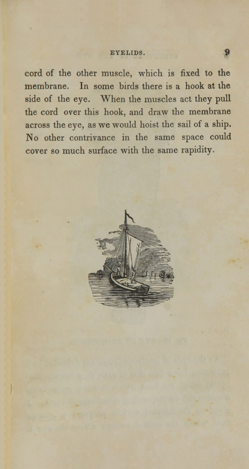 cord of the other muscle, which is fixed to the membrane. In some birds there is a hook at the side of the eye. When the muscles act they pull the cord over this hook, and draw the membrane across the eye, as we would hoist the sail of a ship. No other contrivance in the same space could cover so much surface with the same rapidity.