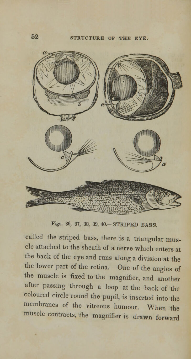 Figs. 36, 37, 38, 39, 40.-STRIPED BASS. called the striped bass, there is a triangular mus- cle attached to the sheath of a nerve which enters at the back of the eye and runs along a division at the the lower part of the retina. One of the angles of the muscle is fixed to the magnifier, and another after passing through a loop at the back of the coloured circle round the pupil, is inserted into the membranes of the vitreous humour. When the muscle contracts, the magnifier is drawn forward