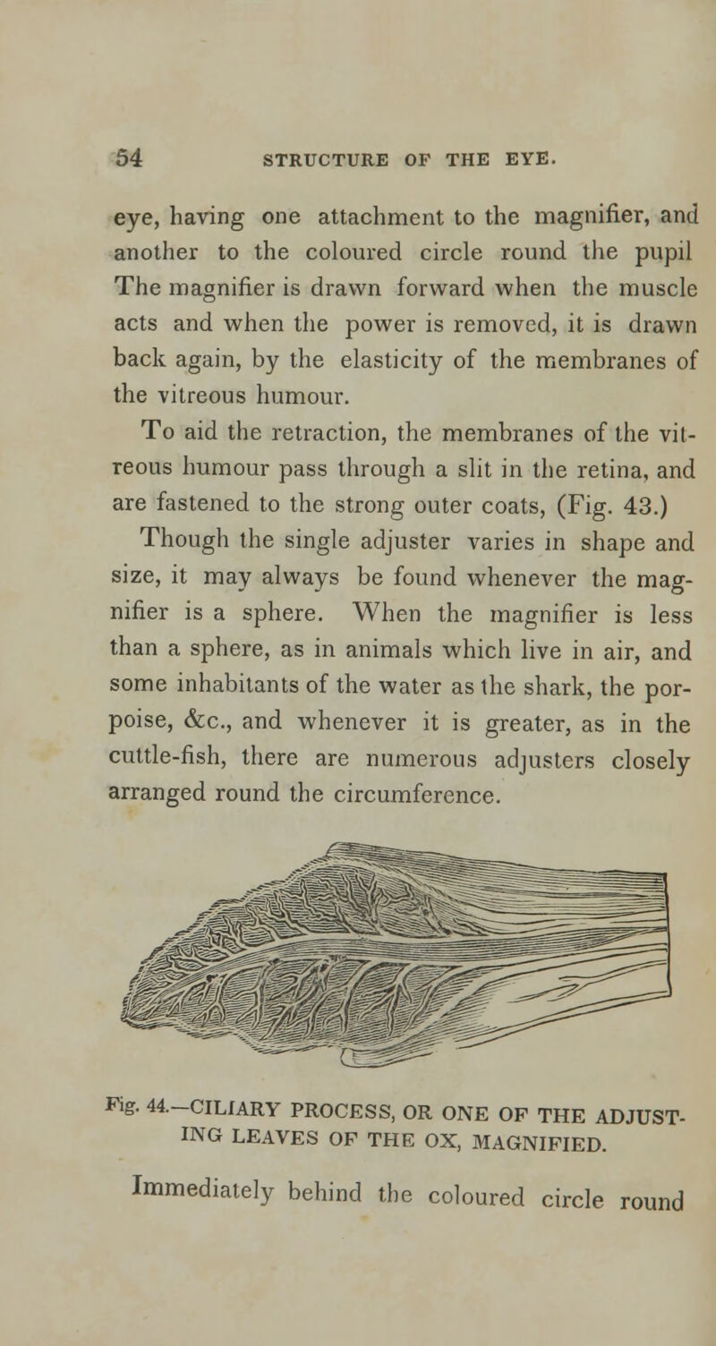 eye, having one attachment to the magnifier, and another to the coloured circle round the pupil The magnifier is drawn forward when the muscle acts and when the power is removed, it is drawn hack again, by the elasticity of the membranes of the vitreous humour. To aid the retraction, the membranes of the vit- reous humour pass through a slit in the retina, and are fastened to the strong outer coats, (Fig. 43.) Though the single adjuster varies in shape and size, it may always be found whenever the mag- nifier is a sphere. When the magnifier is less than a sphere, as in animals which live in air, and some inhabitants of the water as the shark, the por- poise, &c., and whenever it is greater, as in the cuttle-fish, there are numerous adjusters closely arranged round the circumference. Fig. 44.-CILIARY PROCESS, OR ONE OF THE ADJUST- ING LEAVES OF THE OX, MAGNIFIED. Immediately behind the coloured circle round