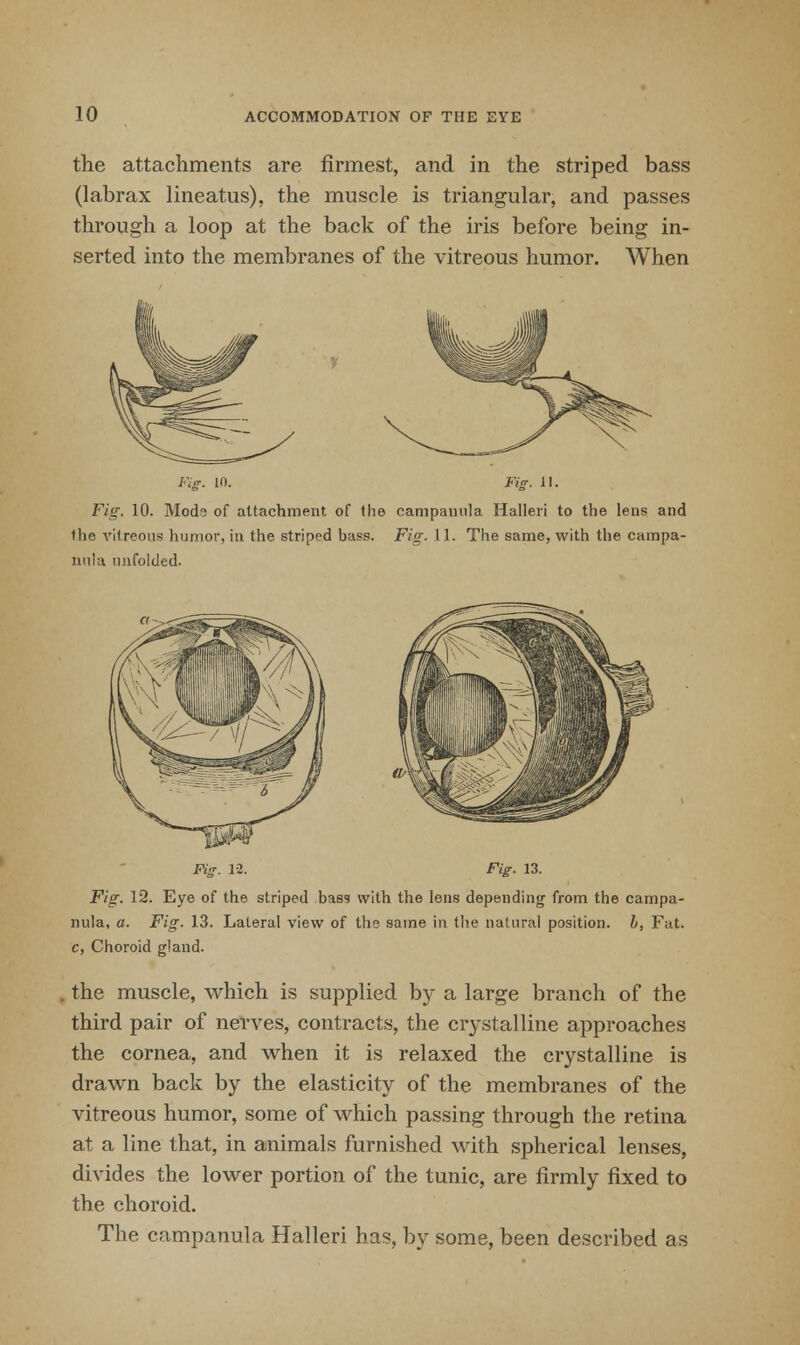 the attachments are firmest, and in the striped bass (labrax lineatus), the muscle is triangular, and passes through a loop at the back of the iris before being in- serted into the membranes of the vitreous humor. When FiS. to. mg. u. Fig. 10. Mods of attachment of the campanula Halleri to the lens and the vitreous humor, iti the striped bass. Fig;. 11. The same, with the campa- nula unfolded. Fig. 12. Fig. 13. Fig. 12. Eye of the striped has? with the lens depending from the campa- nula, a. Fig. 13. Lateral view of the same in the natural position. I, Fat. c, Choroid gland. the muscle, which is supplied by a large branch of the third pair of nerves, contracts, the crystalline approaches the cornea, and when it is relaxed the crystalline is drawn back by the elasticity of the membranes of the vitreous humor, some of which passing through the retina at a line that, in animals furnished with spherical lenses, divides the lower portion of the tunic, are firmly fixed to the choroid. The campanula Halleri has, by some, been described as