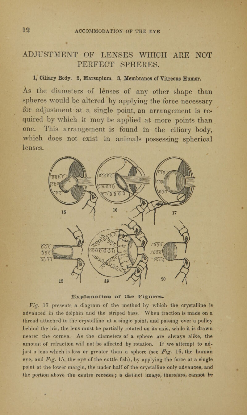 ADJUSTMENT OF LENSES WHICH ARE NOT PERFECT SPHERES. 1, Ciliary Body. 2, Marsupium. 3, Membranes of Vitreous Humor. As the diameters of lenses of any other shape than spheres would be altered by applying the force necessary for adjustment at a single point, an arrangement is re- quired by which it may be applied at more points than one. This arrangement is found in the ciliary body, which does not exist in animals possessing spherical lenses. Explanation of tHe Figures. Fig. 17 presents a diagram of the method by which the crystalline is advanced in the dolphin and the striped bass. When traction is made on a thread attached to the crystalline at a single point, and passing over a pulley behind the iris, the lens must be partially rotated on its axis, while it i6 drawn nearer the cornea. As the diameters of a sphere are always alike, the amount of refraction will not be affected by rotation. If we attempt to ad- just a lens which is less or greater than a sphere (see Fig. 16, the human eye, and Fig. 15, the eye of the cuttle fish), by applying the force at a single point at the lower margin, the under half of the crystalline only advances, and the portion above the centre recedes J a distinct image, therefore, cannot In-