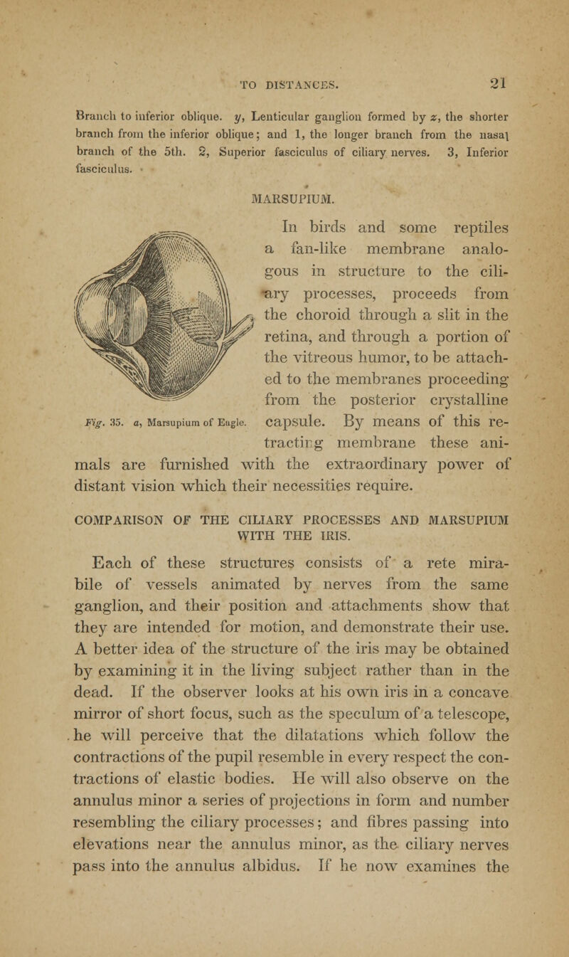 Fig. 35. a, Marsupium of Eugle. Branch to inferior oblique, y, Lenticular ganglion formed by z, the shorter branch from the inferior oblique; and 1, the longer branch from the uasaj branch of the 5th. 2, Superior fasciculus of ciliary nerves. 3, Inferior fasciculus. ■ MARSUPIUM. In birds and some reptiles a fan-like membrane analo- gous in structure to the cili- ary processes, proceeds from the choroid through a slit in the retina, and through a portion of the vitreous humor, to be attach- ed to the membranes proceeding from the posterior crystalline capsule. By means of this re- tractirg membrane these ani- mals are furnished with the extraordinary power of distant vision which their necessities require. COMPARISON OF THE CILIARY PROCESSES AND MARSUPIUM WITH THE IRIS. Each of these structures consists of a rete mira- bile of vessels animated by nerves from the same ganglion, and their position and attachments show that they are intended for motion, and demonstrate their use. A better idea of the structure of the iris may be obtained by examining it in the living subject rather than in the dead. If the observer looks at his own iris in a concave mirror of short focus, such as the speculum of a telescope, he will perceive that the dilatations which follow the contractions of the pupil resemble in every respect the con- tractions of elastic bodies. He will also observe on the annulus minor a series of projections in form and number resembling the ciliary processes; and fibres passing into elevations near the annulus minor, as the ciliary nerves pass into the annulus albidus. If he now examines the