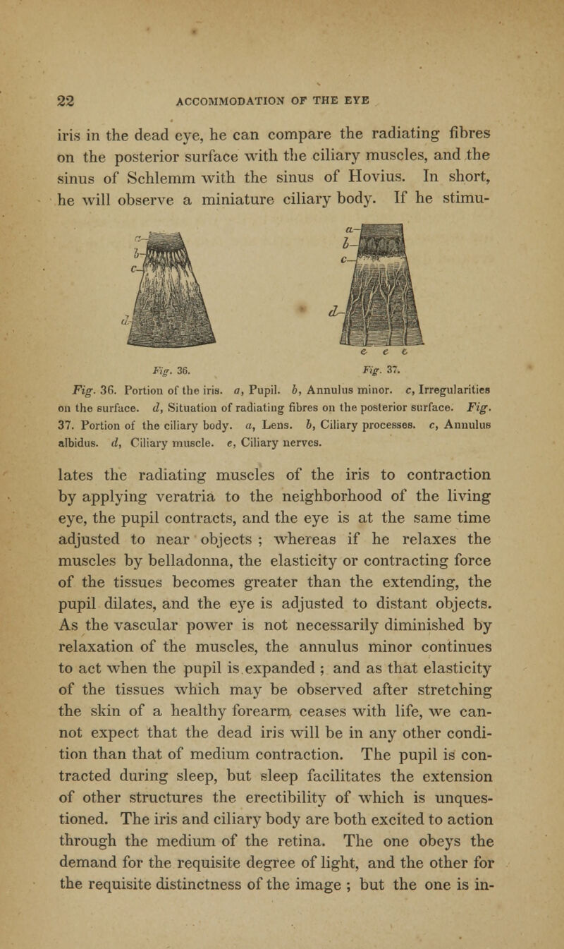 iris in the dead eye, he can compare the radiating fibres on the posterior surface with the ciliary muscles, and the sinus of Schlemm with the sinus of Hovius. In short, he will observe a miniature ciliary body. If he stimu- Fig. 3G. Fig. 37. Fig. 36. Portion of the iris, a, Pupil, b, Annulus minor, c, Irregularities on the surface, d, Situation of radiating fibres on the posterior surface. Fig. 37. Portion of the ciliary body, a, Lens, b, Ciliary processes, c, Annulus albidus. d, Ciliary muscle, e, Ciliary nerves. lates the radiating muscles of the iris to contraction by applying veratria to the neighborhood of the living eye, the pupil contracts, and the eye is at the same time adjusted to near objects ; whereas if he relaxes the muscles by belladonna, the elasticity or contracting force of the tissues becomes greater than the extending, the pupil dilates, and the eye is adjusted to distant objects. As the vascular power is not necessarily diminished by relaxation of the muscles, the annulus minor continues to act when the pupil is expanded ; and as that elasticity of the tissues which may be observed after stretching the skin of a healthy forearm ceases with life, we can- not expect that the dead iris will be in any other condi- tion than that of medium contraction. The pupil is con- tracted during sleep, but sleep facilitates the extension of other structures the erectibility of which is unques- tioned. The iris and ciliary body are both excited to action through the medium of the retina. The one obeys the demand for the requisite degree of light, and the other for the requisite distinctness of the image ; but the one is in-