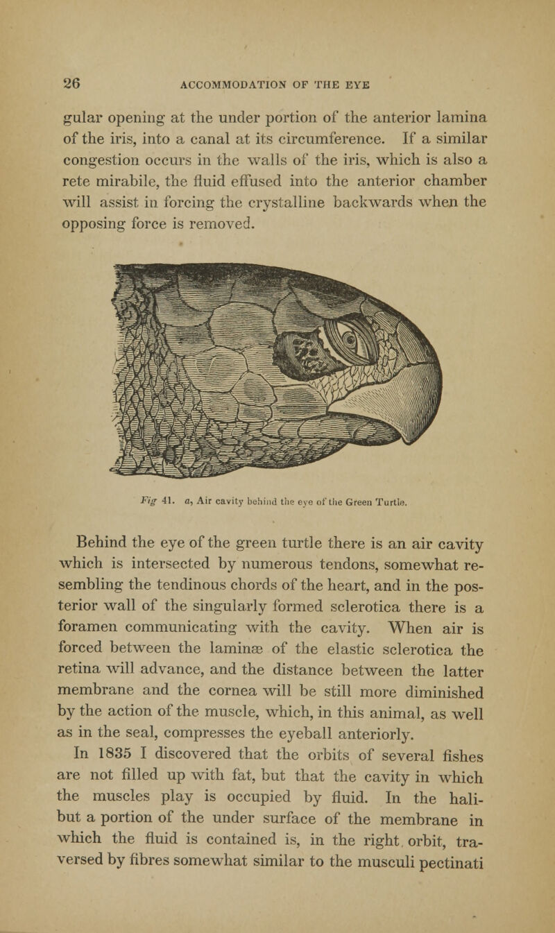 gular opening at the under portion of the anterior lamina of the iris, into a canal at its circumference. If a similar congestion occurs in the walls of the iris, which is also a rete mirabile, the fluid effused into the anterior chamber will assist in forcing the crystalline backwards when the opposing force is removed. Fig 41. a, Air cavity behind the eye of the Green Turtle. Behind the eye of the green turtle there is an air cavity which is intersected by numerous tendons, somewhat re- sembling the tendinous chords of the heart, and in the pos- terior wall of the singularly formed sclerotica there is a foramen communicating with the cavity. When air is forced between the laminae of the elastic sclerotica the retina will advance, and the distance between the latter membrane and the cornea will be still more diminished by the action of the muscle, which, in this animal, as well as in the seal, compresses the eyeball anteriorly. In 1835 I discovered that the orbits of several fishes are not filled up with fat, but that the cavity in which the muscles play is occupied by fluid. In the hali- but a portion of the under surface of the membrane in which the fluid is contained is, in the right, orbit, tra- versed by fibres somewhat similar to the musculi pectinati