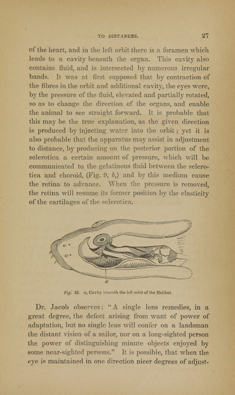 of the heart, and in the left orbit there is a foramen which leads to a cavity beneath the organ. This cavity also contains fluid, and is intersected by numerous irregular bands. It was at first supposed that by contraction of the fibres in the orbit and additional cavity, the eyes were, by the pressure of the fluid, elevated and partially rotated, so as to change the direction of the organs, and enable the animal to see straight forward. It is probable that this may be the true explanation, as the given direction is produced by injecting water into the orbit; yet it is also probable that the apparatus may assist in adjustment to distance, by producing on the posterior portion of the sclerotica a certain amount of pressure, which will be communicated to the gelatinous fluid between the sclero- tica and choroid, (Fig. 9, b,) and by this medium cause the retina to advance. When the pressure is removed, the retina will resume its former position by the elasticity of the cartilages of the sclerotica. Fig. 42. a, Cavity beneath the left orbit of the Halibut. Dr. Jacob observes: A single lens remedies, in a great degree, the defect arising from want of power of adaptation, but no single lens will confer on a landsman the distant vision of a sailor, nor on a long-sighted person the power of distinguishing minute objects enjoyed by some near-sighted persons. It is possible, that when the eye is maintained in one direction nicer degrees of adjust-