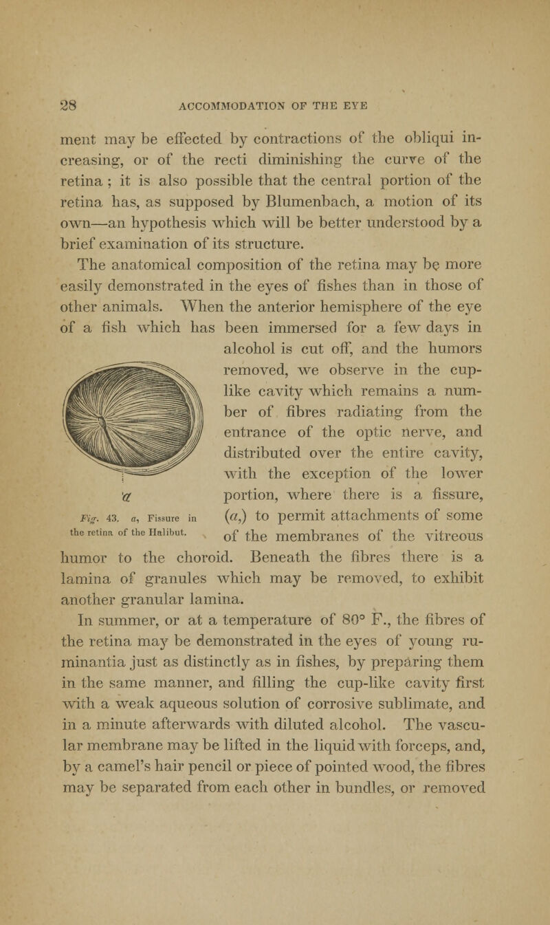 ment may be effected by contractions of the obliqui in- creasing, or of the recti diminishing the curve of the retina ; it is also possible that the central portion of the retina has, as supposed by Blumenbach, a motion of its own—an hypothesis which will be better understood by a brief examination of its structure. The anatomical composition of the retina may be more easily demonstrated in the eyes of fishes than in those of other animals. When the anterior hemisphere of the eye of a fish which has been immersed for a few days in alcohol is cut off, and the humors removed, we observe in the cup- like cavity which remains a num- ber of fibres radiating from the entrance of the optic nerve, and distributed over the entire cavity, with the exception of the lower portion, where there is a fissure, («,) to permit attachments of some of the membranes of the vitreous humor to the choroid. Beneath the fibres there is a lamina of granules which may be removed, to exhibit another granular lamina. In summer, or at a temperature of 80° F., the fibres of the retina may be demonstrated in the eyes of young ru- minantia just as distinctly as in fishes, by preparing them in the same manner, and filling the cup-like cavity first with a weak aqueous solution of corrosive sublimate, and in a minute afterwards with diluted alcohol. The vascu- lar membrane may be lifted in the liquid with forceps, and, by a camel's hair pencil or piece of pointed wood, the fibres may be separated from each other in bundles, or removed Fig. 43. n, Fissure in the retina of the Halibut.