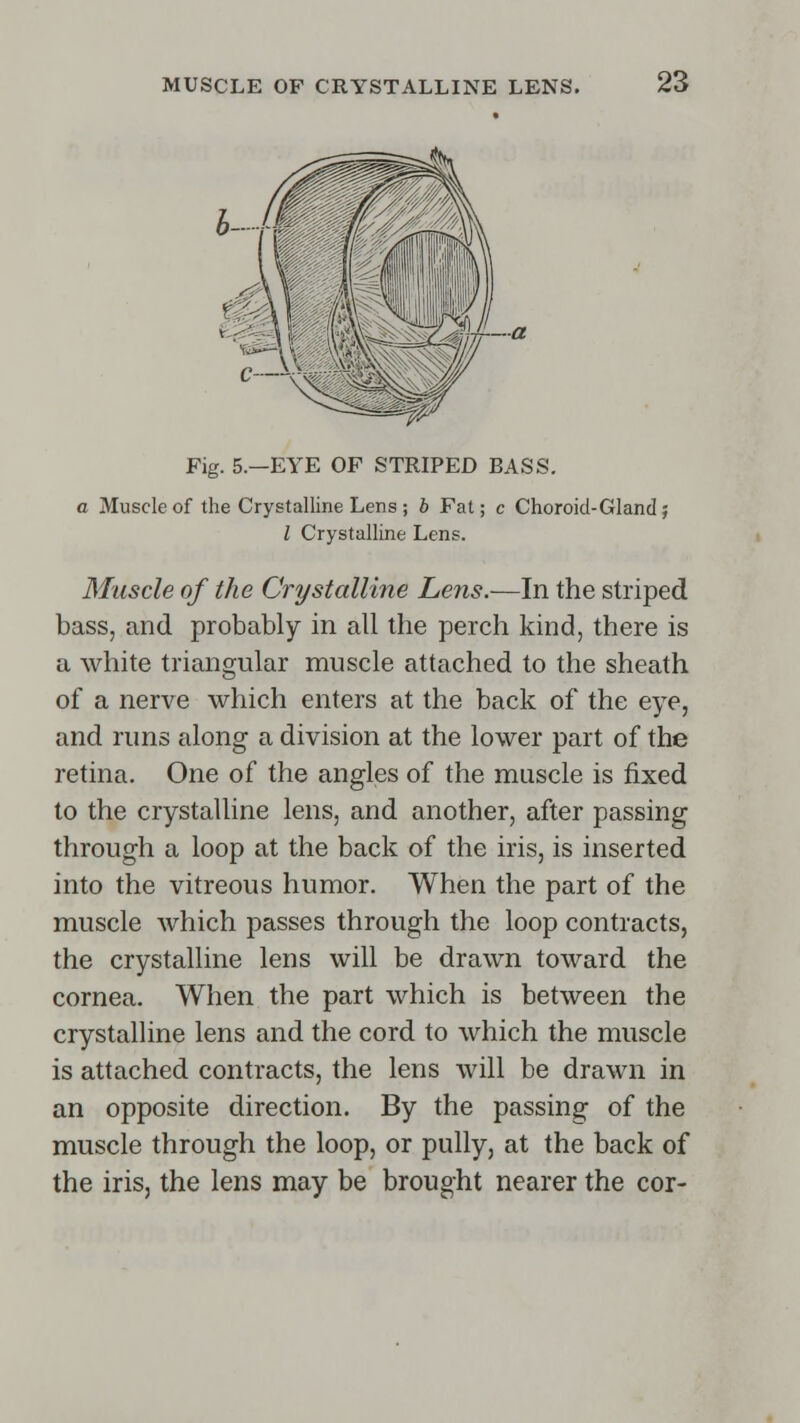 Fig. 5.—EYE OF STRIPED BASS. a Muscle of the Crystalline Lens ; b Fat; c Choroid-Gland; I Crystalline Lens. Muscle of the Crystalline Lens.—In the striped bass, and probably in all the perch kind, there is a white triangular muscle attached to the sheath of a nerve which enters at the back of the eye, and runs along a division at the lower part of the retina. One of the angles of the muscle is fixed to the crystalline lens, and another, after passing through a loop at the back of the iris, is inserted into the vitreous humor. When the part of the muscle which passes through the loop contracts, the crystalline lens will be drawn toward the cornea. When the part which is between the crystalline lens and the cord to which the muscle is attached contracts, the lens will be drawn in an opposite direction. By the passing of the muscle through the loop, or pully, at the back of the iris, the lens may be brought nearer the cor-