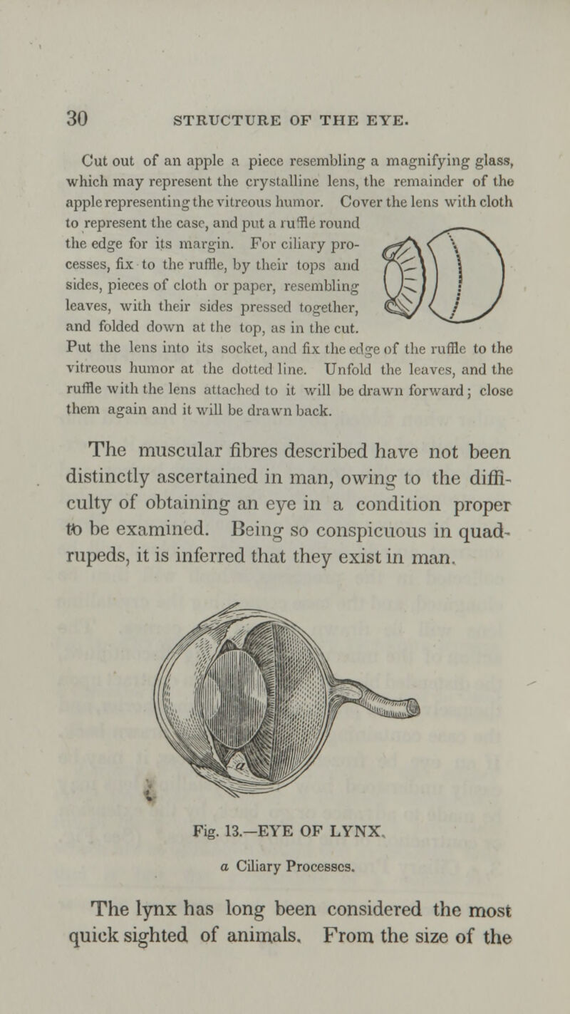 Cut out of an apple a piece resembling a magnifying glass, which may represent the crystalline lens, the remainder of the apple representing the vitreous humor. Cover the lens with cloth to represent the case, and put a mile round the edge for its margin. For ciliary pro- cesses, fix to the ruffle, by their tops and sides, pieces of cloth or paper, resembling leaves, with their sides pressed together, and folded down at the top, as in the cut. Put the lens into its socket, and fix the edge of the ruffle to the vitreous humor at the dotted line. Unfold the leaves, and the ruffle with the lens attached to it will be drawn forward; close them again and it will be drawn back. The muscular fibres described have not been distinctly ascertained in man, owing to the diffi- culty of obtaining an eye in a condition proper Vo be examined. Being so conspicuous in quad- rupeds, it is inferred that they exist in man. Fig. 13.—EYE OF LYNX a Ciliary Processes. The lynx has long been considered the most quick sighted of animals. From the size of the