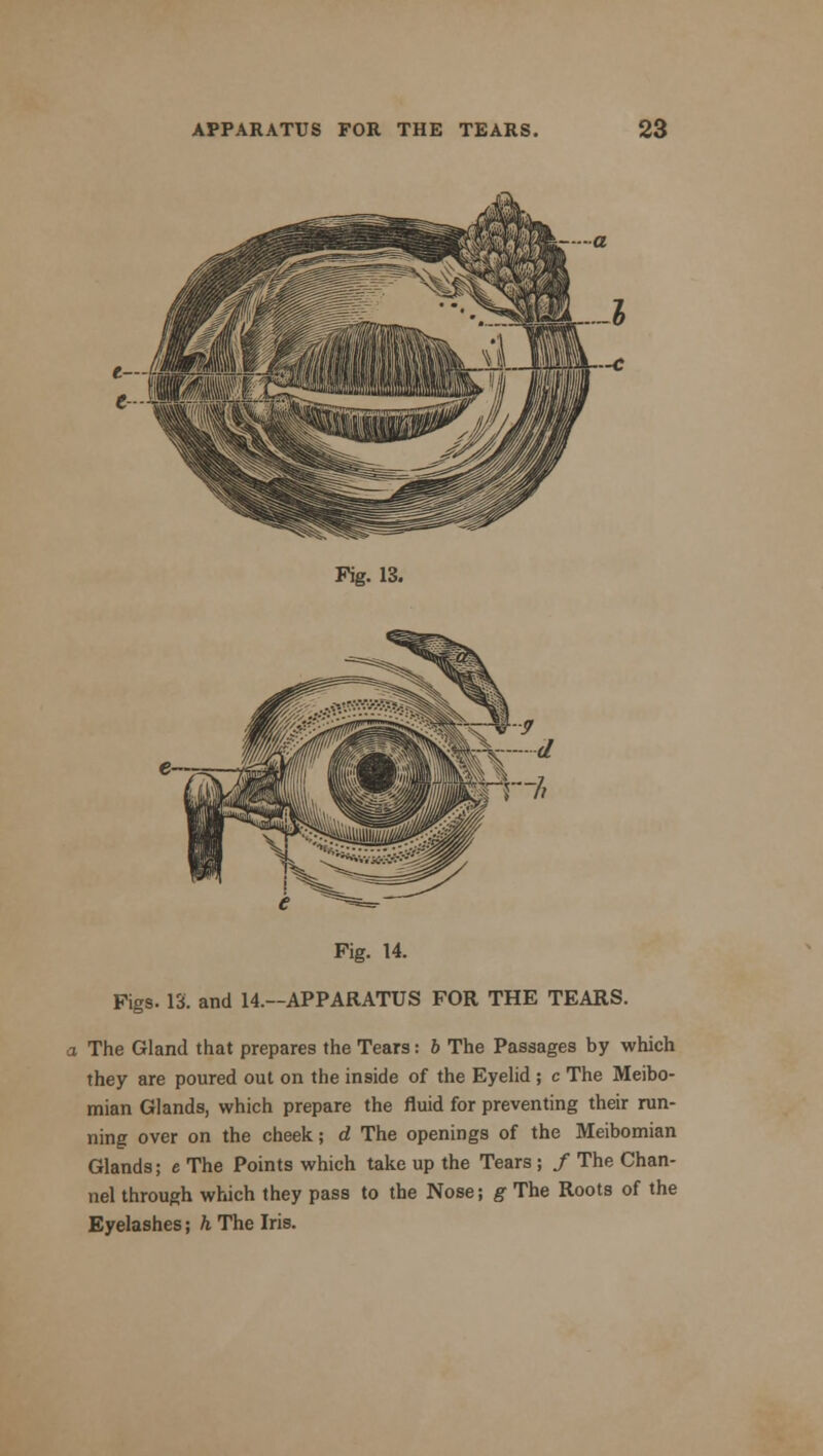 Fig. 13. Fig. 14. Figs. 13. and 14.—APPARATUS FOR THE TEARS. a The Gland that prepares the Tears: 6 The Passages by which they are poured out on the inside of the Eyelid ; c The Meibo- mian Glands, which prepare the fluid for preventing their run- ning over on the cheek; d The openings of the Meibomian Glands; e The Points which take up the Tears; / The Chan- nel through which they pass to the Nose; g The Roots of the Eyelashes; h The Iris.