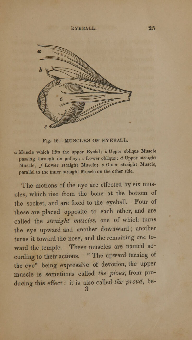 Fig. 16.—MUSCLES OF EYEBALL. a Muscle which lifts the upper Eyelid; b Upper oblique Muscle passing through its pulley; c Lower oblique; dUpper straight Muscle; /Lower straight Muscle; e Outer straight Muscle, parallel to the inner straight Muscle on the other side. The motions of the eye are effected by six mus- cles, which rise from the bone at the bottom of the socket, and are fixed to the eyeball. Four of these are placed opposite to each other, and are called the straight muscles, one of which turns the eye upward and another downward; another turns it toward the nose, and the remaining one to- ward the temple. These muscles are named ac- cording to their actions.  The upward turning of the eye being expressive of devotion, the upper muscle is sometimes called the pious, from pro- ducing this effect: it is also called the proud, be-