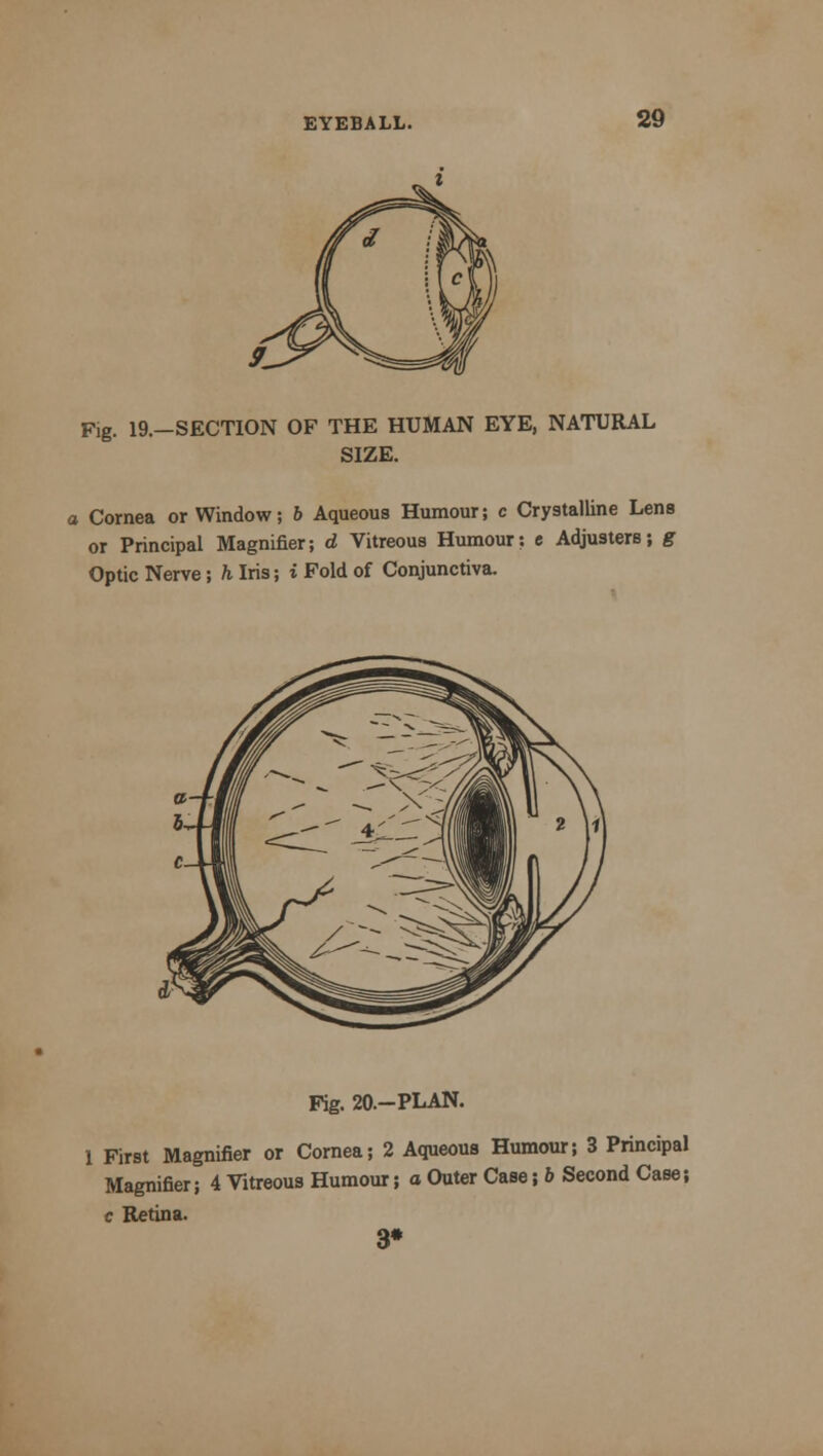 Fig. 19.—SECTION OF THE HUMAN EYE, NATURAL SIZE. a Cornea or Window; 6 Aqueous Humour; c Crystalline Lens or Principal Magnifier; d Vitreous Humour: e Adjusters; g Optic Nerve; h Iris; i Fold of Conjunctiva. Fig. 20.-PLAN. 1 First Magnifier or Cornea; 2 Aqueous Humour; 3 Principal Magnifier; 4 Vitreous Humour; a Outer Case; b Second Case; c Retina. 3*