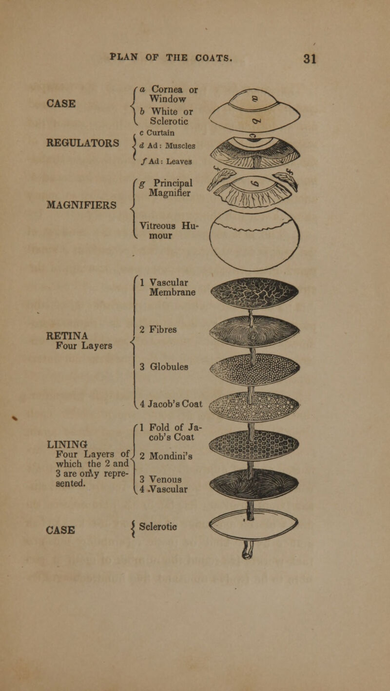CASE REGULATORS MAGNIFIERS RETINA Four Layers LINING a Cornea or Window 6 White or Sclerotic c Curtain : Muscles ) d Ad: ^ /Ad: Leaves 'g Principal Magnifier Vitreous Hu- k. mour 1 Vascular Membrane 2 Fibres 3 Globules 4 Jacob's Coat (1 Fold of Ja- cob's Coat Four Layers of< which the 2 ands 3 are on\y repre- sented. CASE 2 Mondini's 3 Venous ,4 Vascular Sclerotic