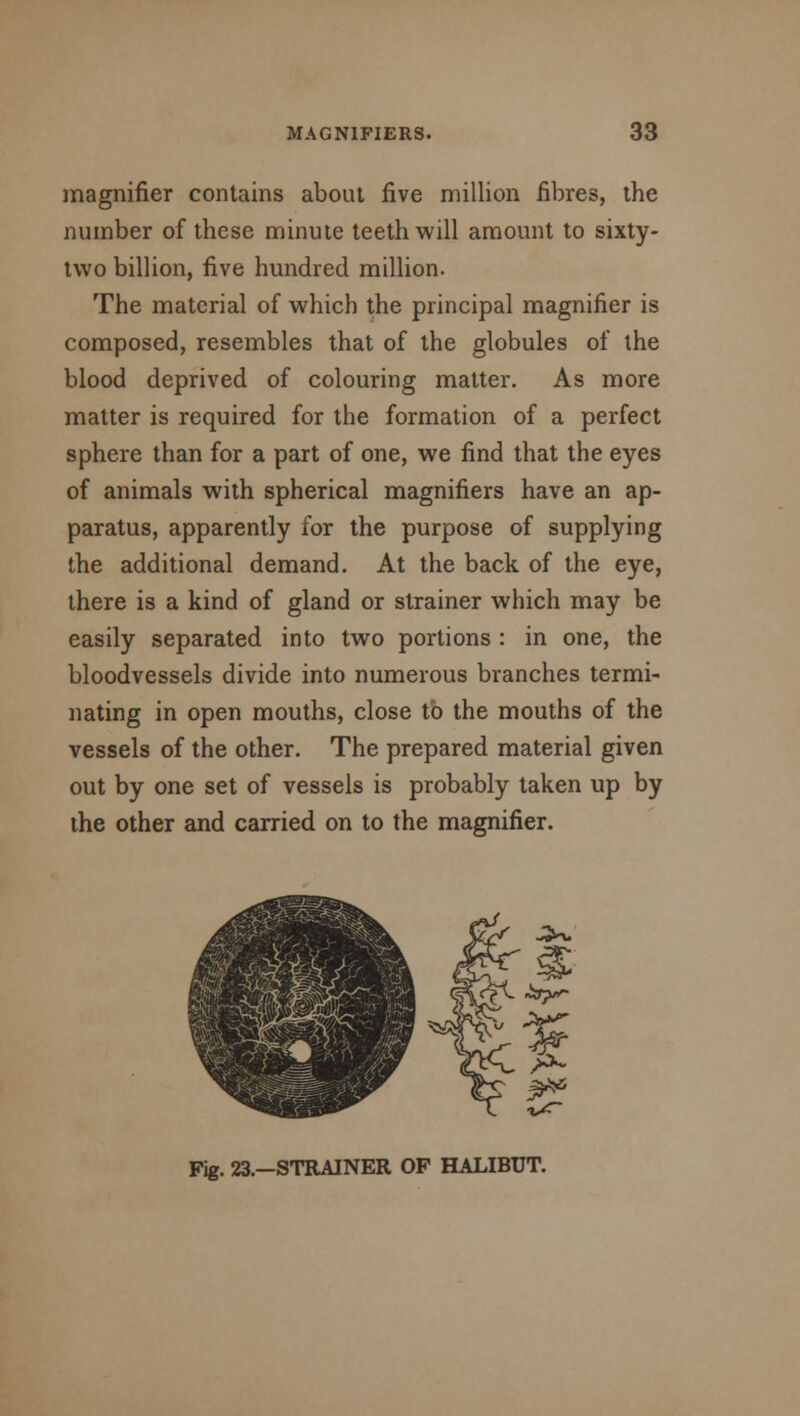 magnifier contains about five million fibres, the number of these minute teeth will amount to sixty- two billion, five hundred million. The material of which the principal magnifier is composed, resembles that of the globules of the blood deprived of colouring matter. As more matter is required for the formation of a perfect sphere than for a part of one, we find that the eyes of animals with spherical magnifiers have an ap- paratus, apparently for the purpose of supplying the additional demand. At the back of the eye, there is a kind of gland or strainer which may be easily separated into two portions : in one, the bloodvessels divide into numerous branches termi- nating in open mouths, close to the mouths of the vessels of the other. The prepared material given out by one set of vessels is probably taken up by the other and carried on to the magnifier. Fig. 23.—STRAINER OP HALIBUT.