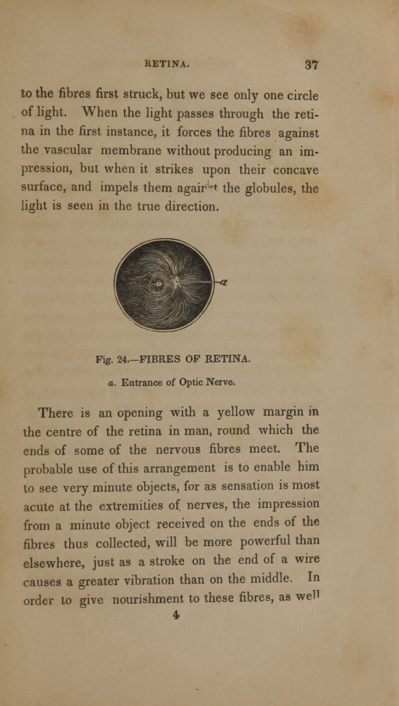 to the fibres first struck, but we see only one circle of light. When the light passes through the reti- na in the first instance, it forces the fibres against the vascular membrane without producing an im- pression, but when it strikes upon their concave surface, and impels them agair-t the globules, the light is seen in the true direction. Fig. 24.—FIBRES OF RETINA, o. Entrance of Optic Nerve. There is an opening with a yellow margin in the centre of the retina in man, round which the ends of some of the nervous fibres meet. The probable use of this arrangement is to enable him to see very minute objects, for as sensation is most acute at the extremities of nerves, the impression from a minute object received on the ends of the fibres thus collected, will be more powerful than elsewhere, just as a stroke on the end of a wire causes a greater vibration than on the middle. In order to give nourishment to these fibres, as well 4