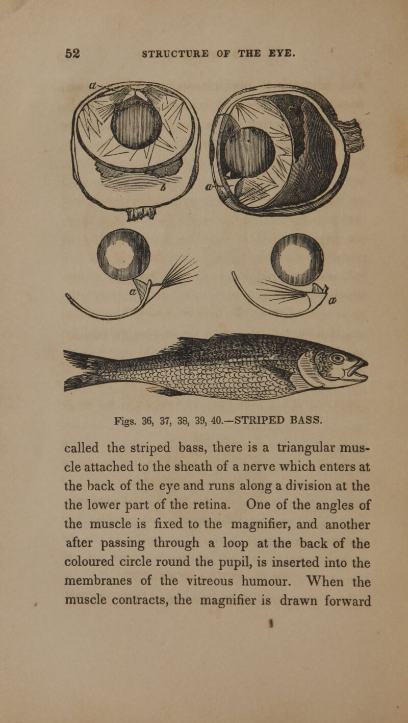 Figs. 36, 37, 38, 39, 40.—STRIPED BASS. called the striped bass, there is a triangular mus- cle attached to the sheath of a nerve which enters at the back of the eye and runs along a division at the the lower part of the retina. One of the angles of the muscle is fixed to the magnifier, and another after passing through a loop at the back of the coloured circle round the pupil, is inserted into the membranes of the vitreous humour. When the muscle contracts, the magnifier is drawn forward
