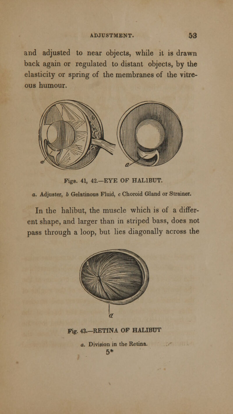 and adjusted to near objects, while it is drawn back again or regulated to distant objects, by the elasticity or spring of the membranes of the vitre- ous humour. Figs. 41, 42.—EYE OF HALIBUT, a. Adjuster, 6 Gelatinous Fluid, c Choroid Gland or Strainer. In the halibut, the muscle which is of a differ- ent shape, and larger than in striped bass, does not pass through a loop, but lies diagonally across the Fig. 43.—RETINA OF HALIBUT o. Division in the Retina. 5*
