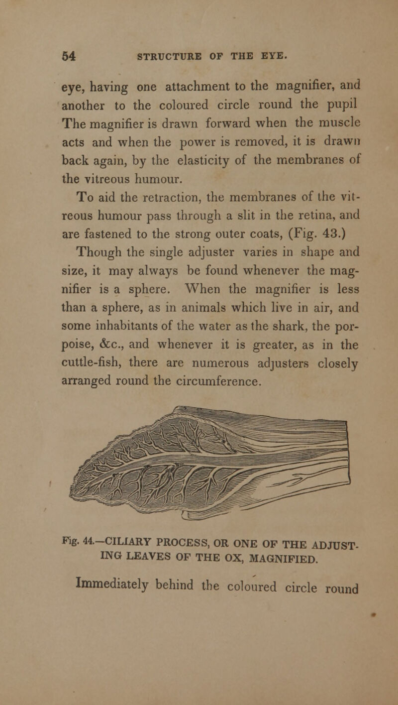 eye, having one attachment to the magnifier, and another to the coloured circle round the pupil The magnifier is drawn forward when the muscle acts and when the power is removed, it is drawn back again, by the elasticity of the membranes of the vitreous humour. To aid the retraction, the membranes of the vit- reous humour pass through a slit in the retina, and are fastened to the strong outer coats, (Fig. 43.) Though the single adjuster varies in shape and size, it may always be found whenever the mag- nifier is a sphere. When the magnifier is less than a sphere, as in animals which live in air, and some inhabitants of the water as the shark, the por- poise, &c, and whenever it is greater, as in the cuttle-fish, there are numerous adjusters closely arranged round the circumference. Fig. 44.-CILIARY PROCESS, OR ONE OF THE ADJUST- ING LEAVES OF THE OX, MAGNIFIED. Immediately behind the coloured circle round